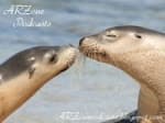ARZone (Animal Rights Zone) Podcasts - Podcasts