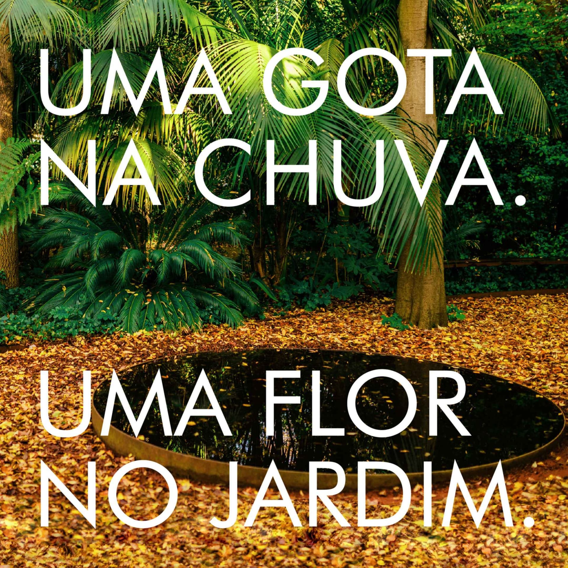 Uma gota na chuva. Uma flor no jardim - Podcasts