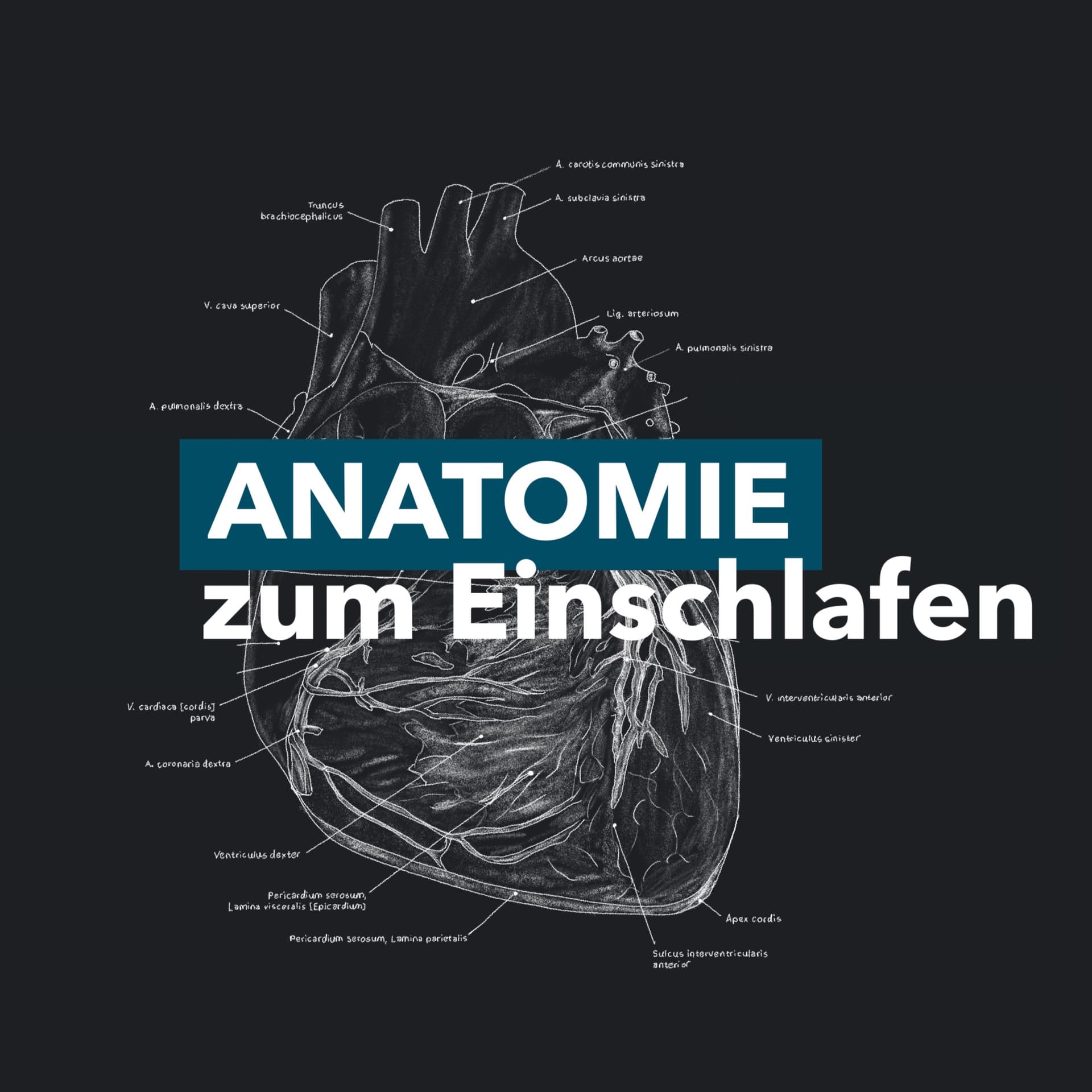 Anatomie zum Einschlafen - Podcasts