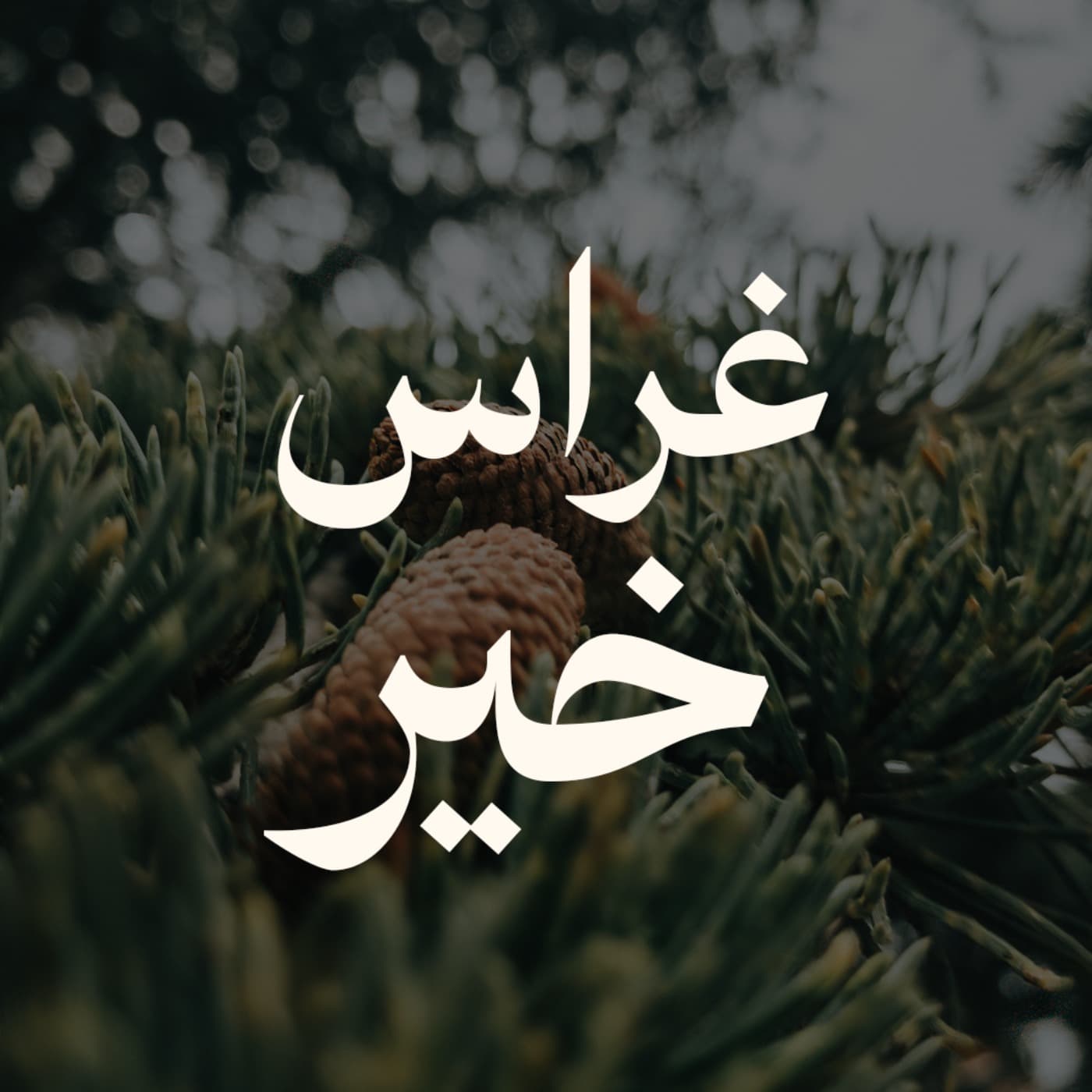 غِراسُ خَيرٍ - Podcasts