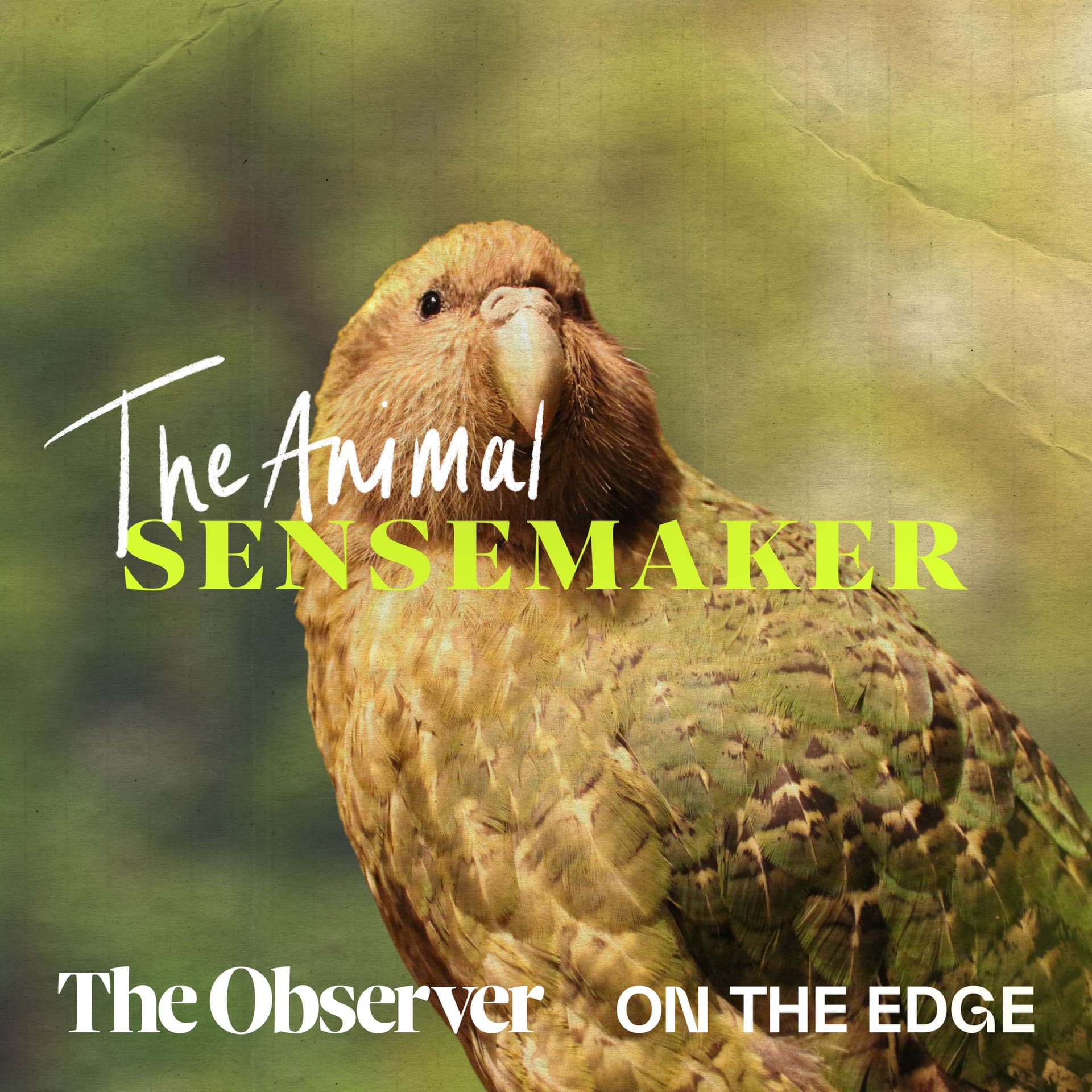 The Animal Sensemaker - Podcasts
