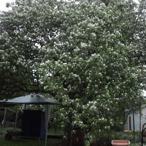 grittlefm