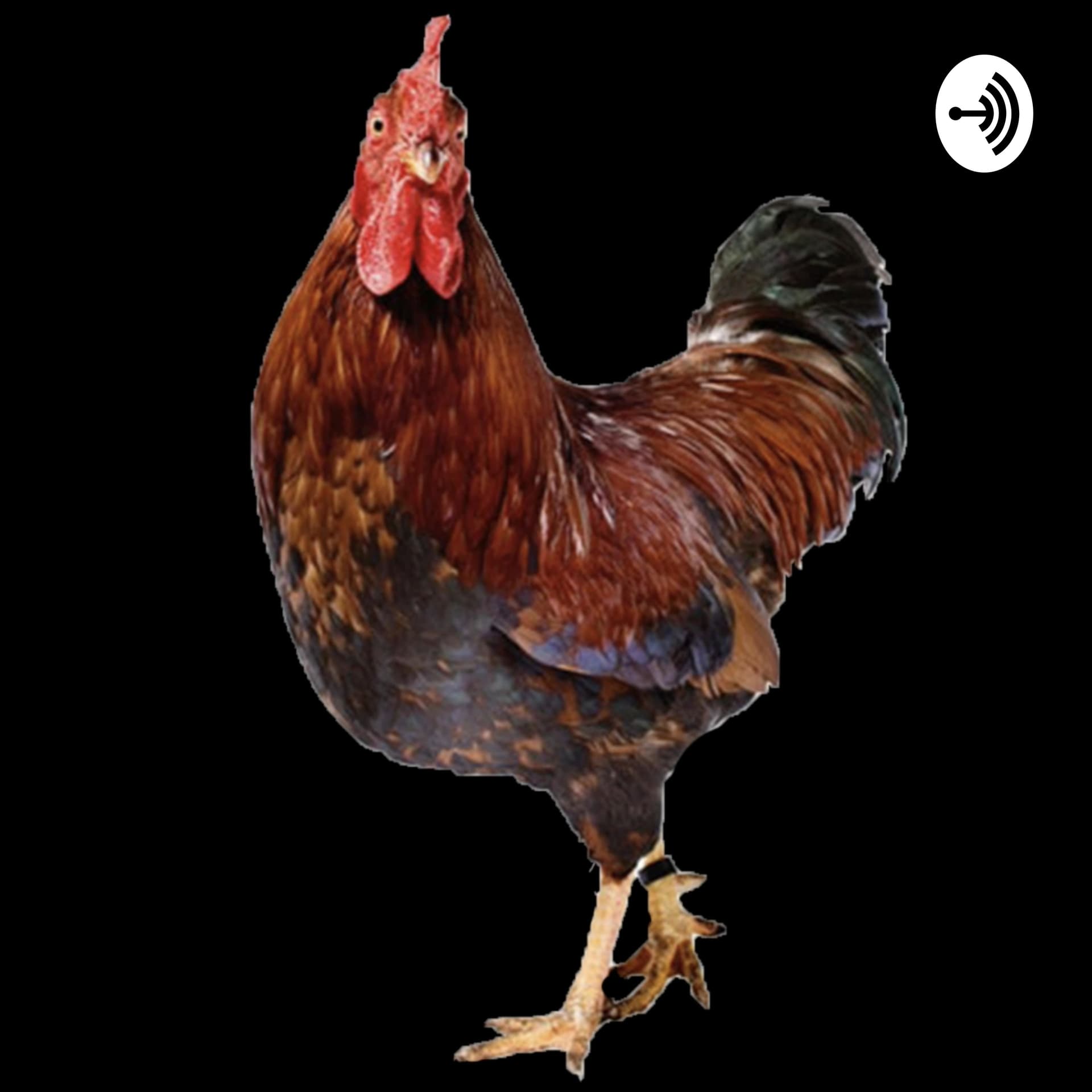 Arroz con Pollo - Podcasts