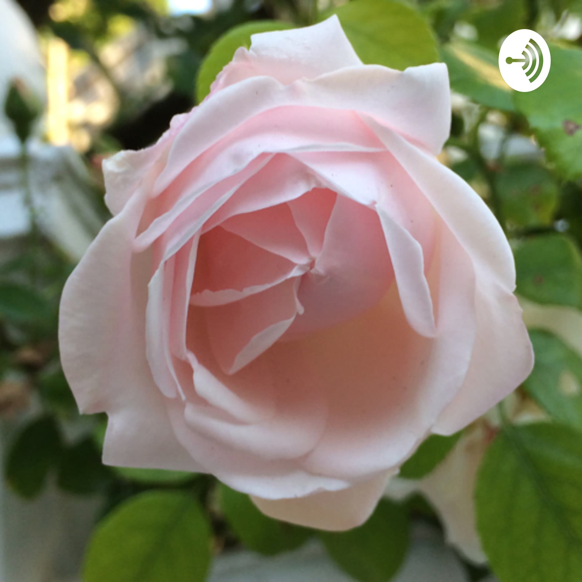 The Truth, Beauty, and Poetry Show - Podcasts