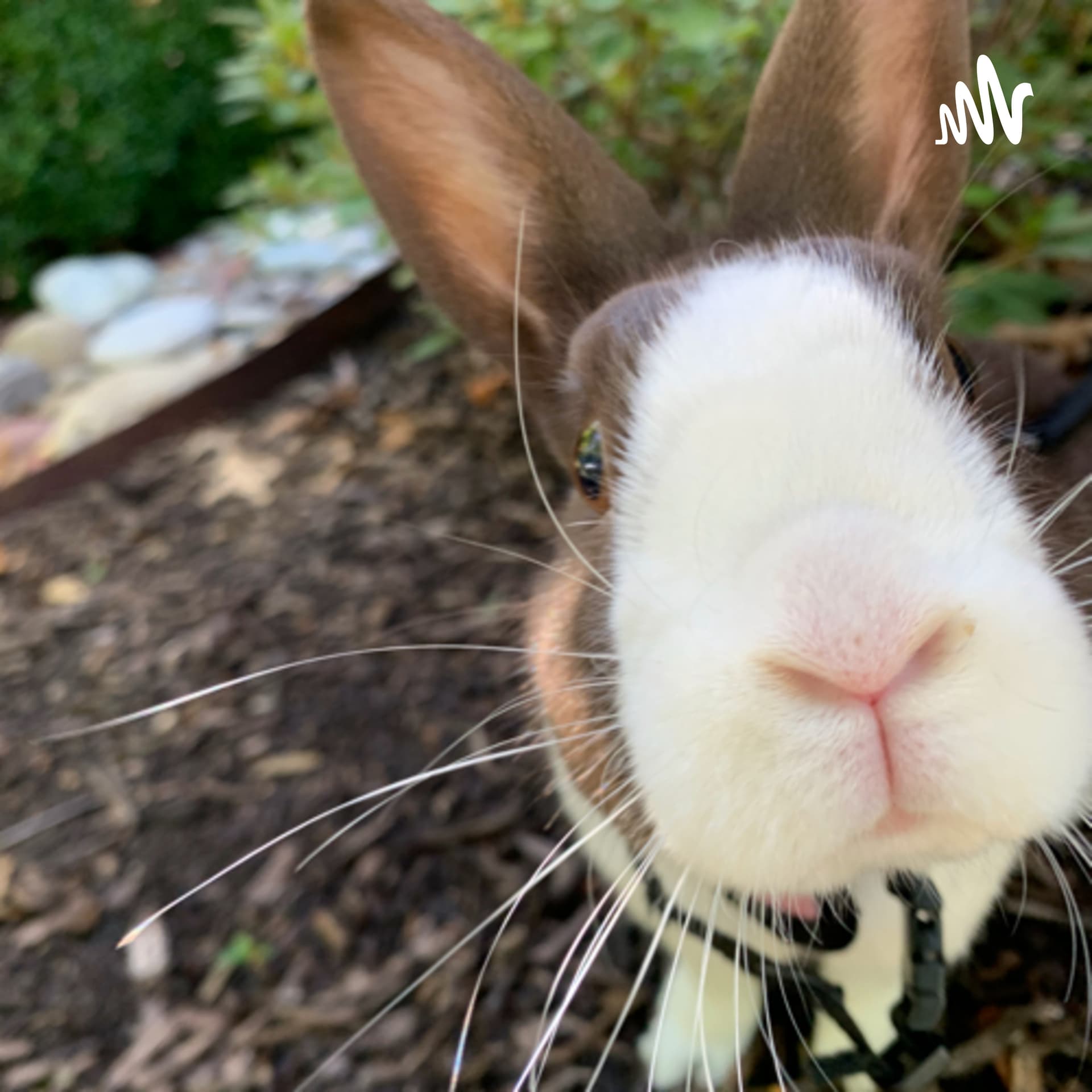 Read To A Bunny - Podcastler