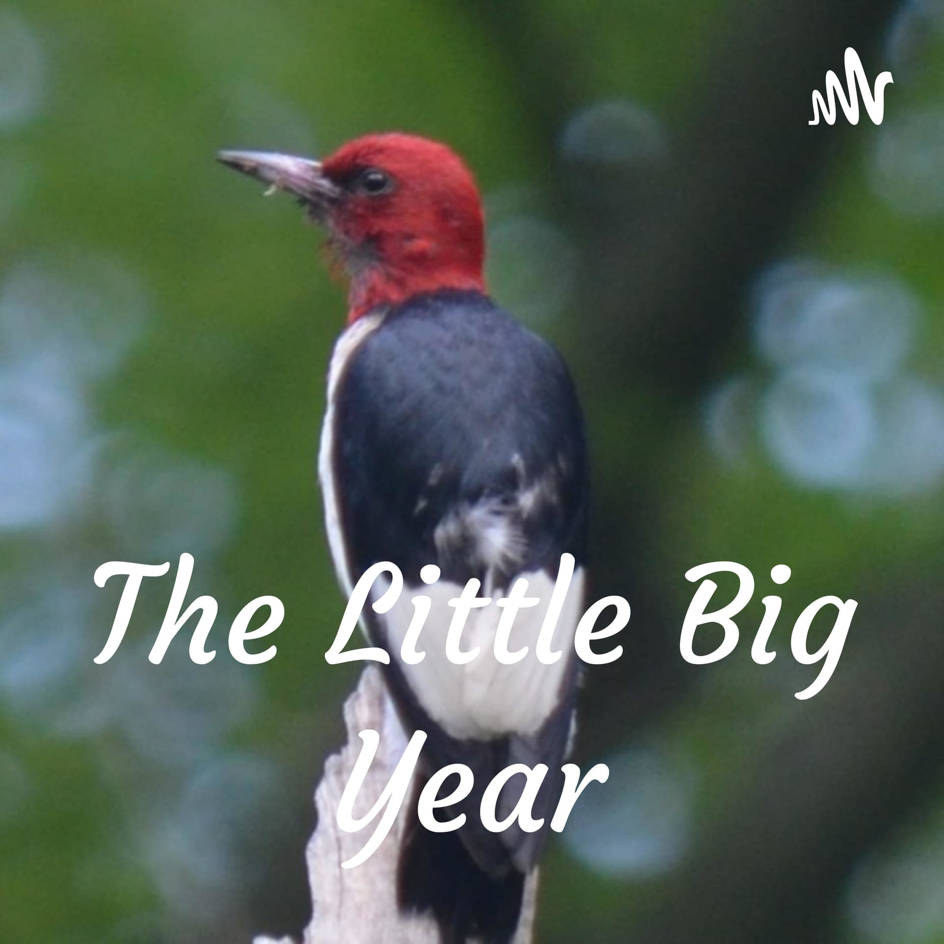 The Little Big Year - Podcasts
