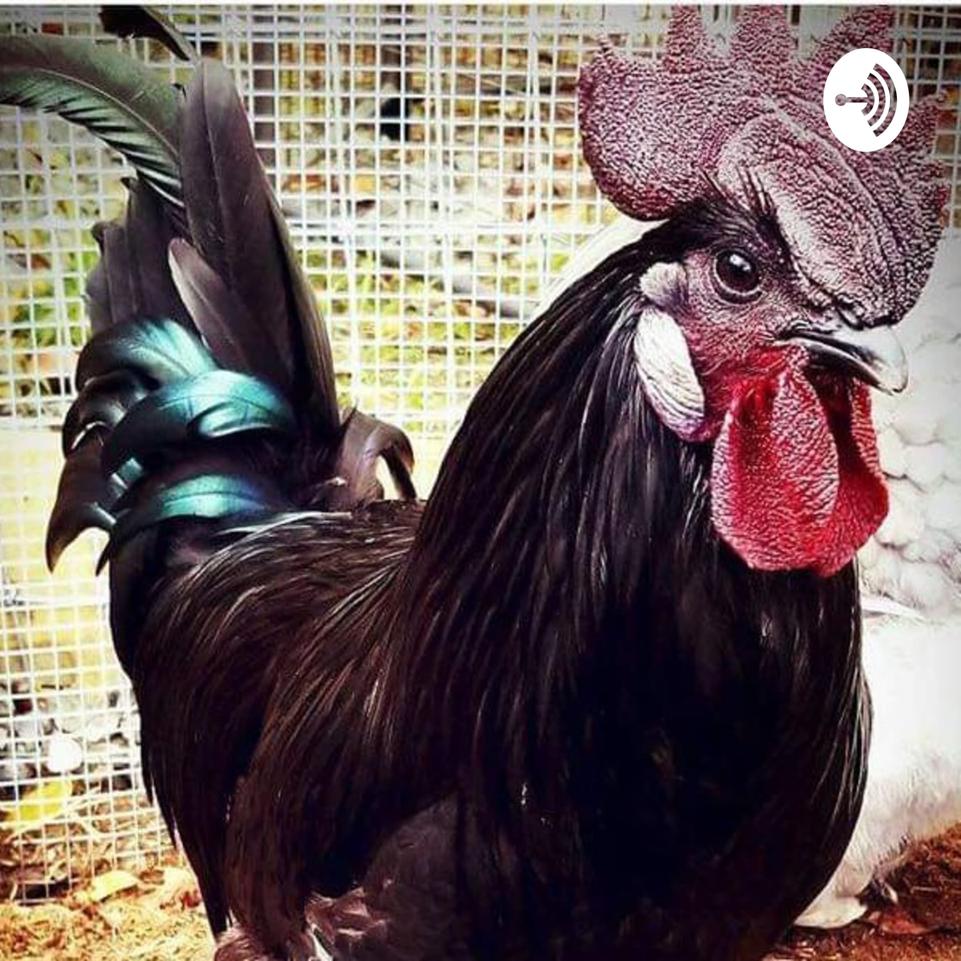 fanciful farms - Podcasts