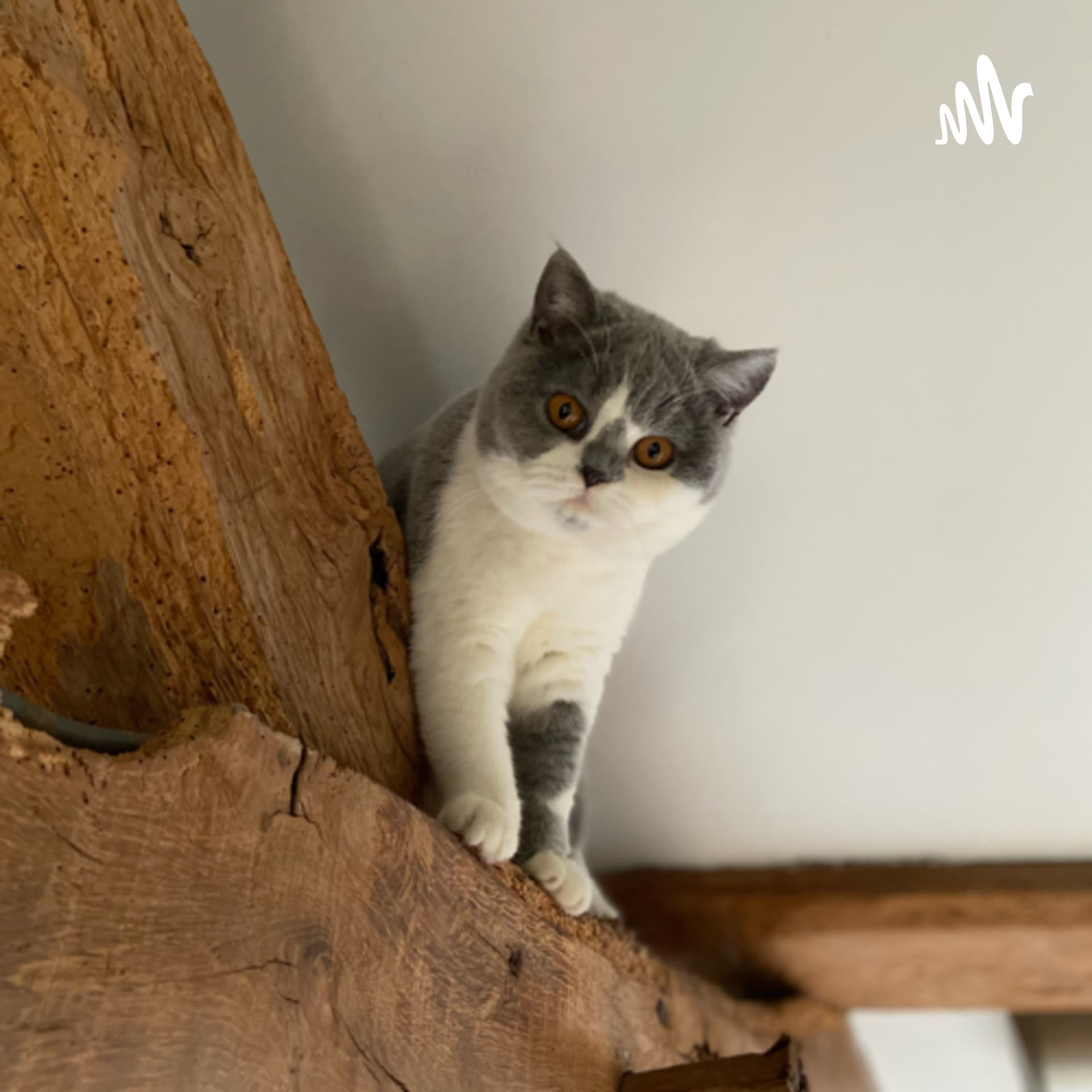 Blij met je Brit! Over Brits Korthaarkatten! - Podcasts