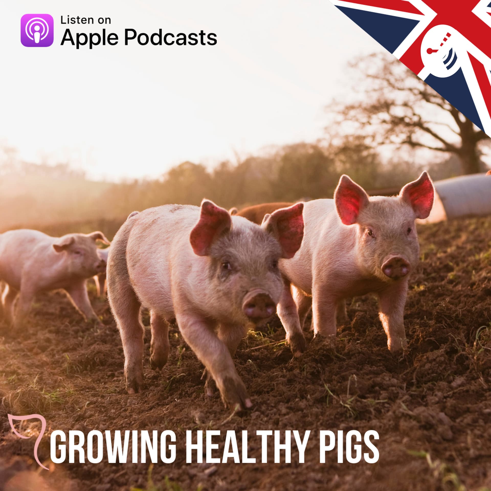 Growing Healthy Pigs - Podcastler