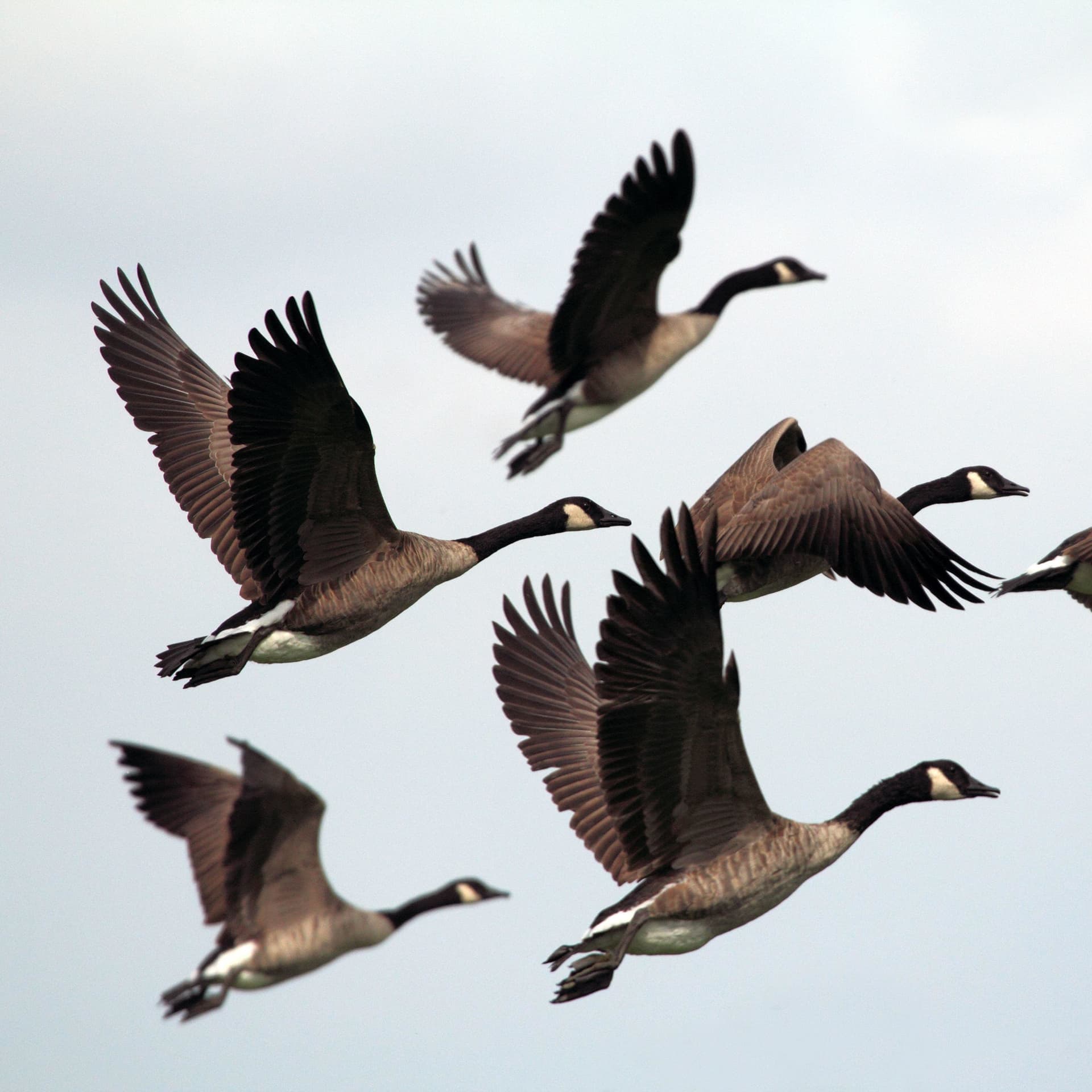 Goose Droppings with Blake and Ryan - Podcasts