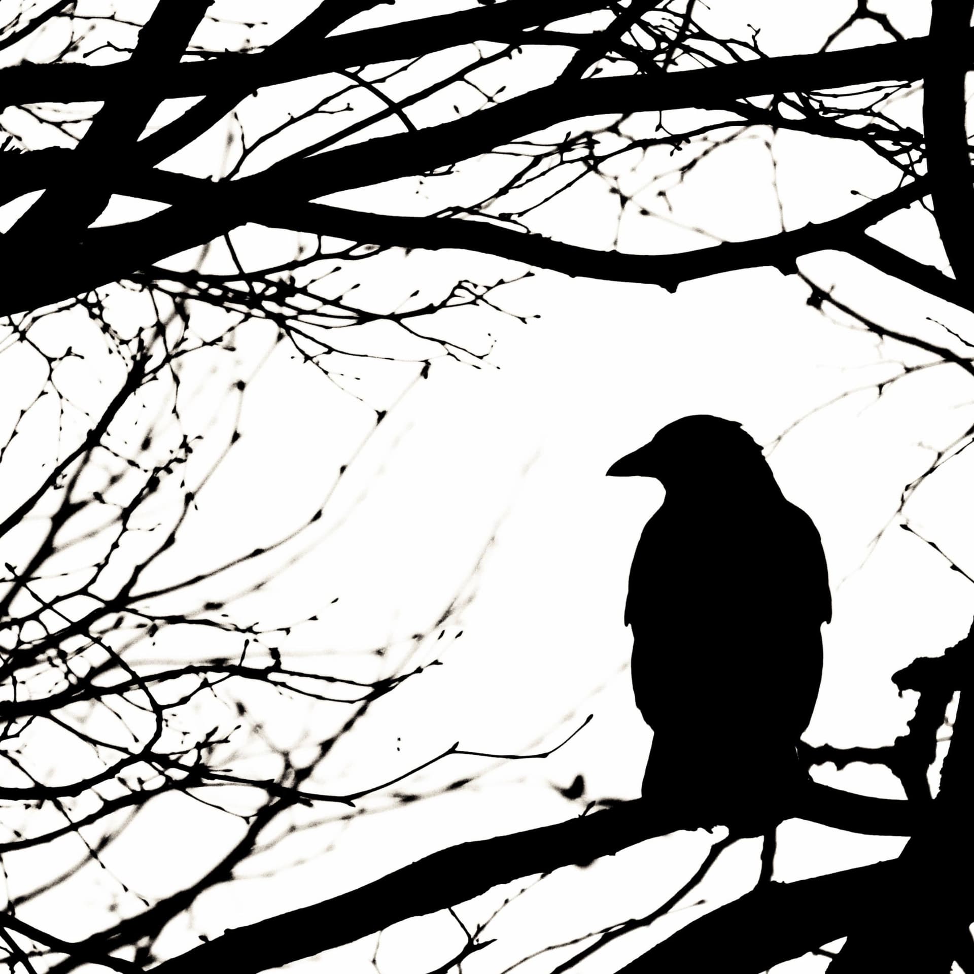 Tales From Mortimer Poe - 播客
