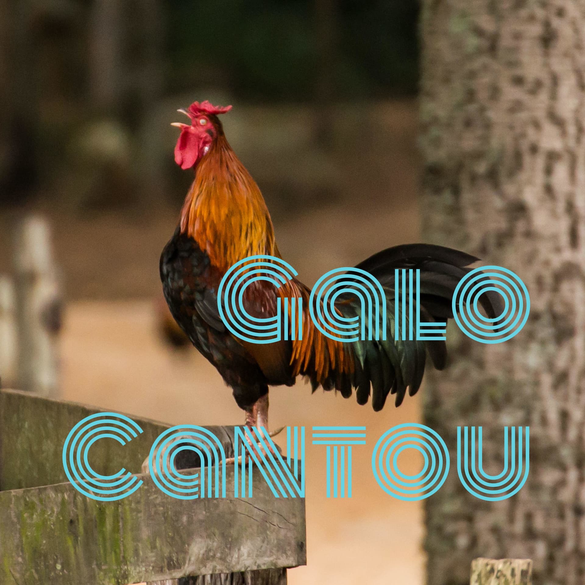 Galo Cantou - Podcasts