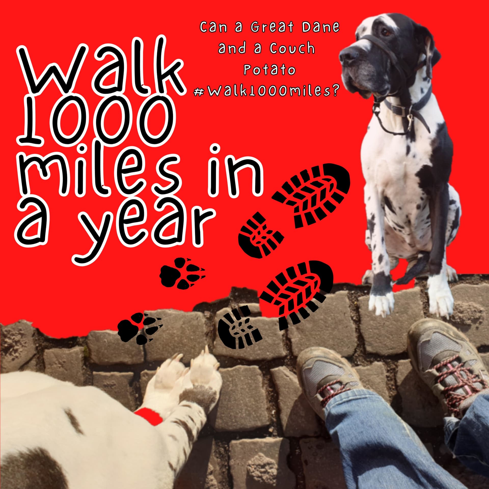 Walk 1000 miles a Year; Can a Great Dane and a Couch Potato #walk1000miles 2021? - Podcasts