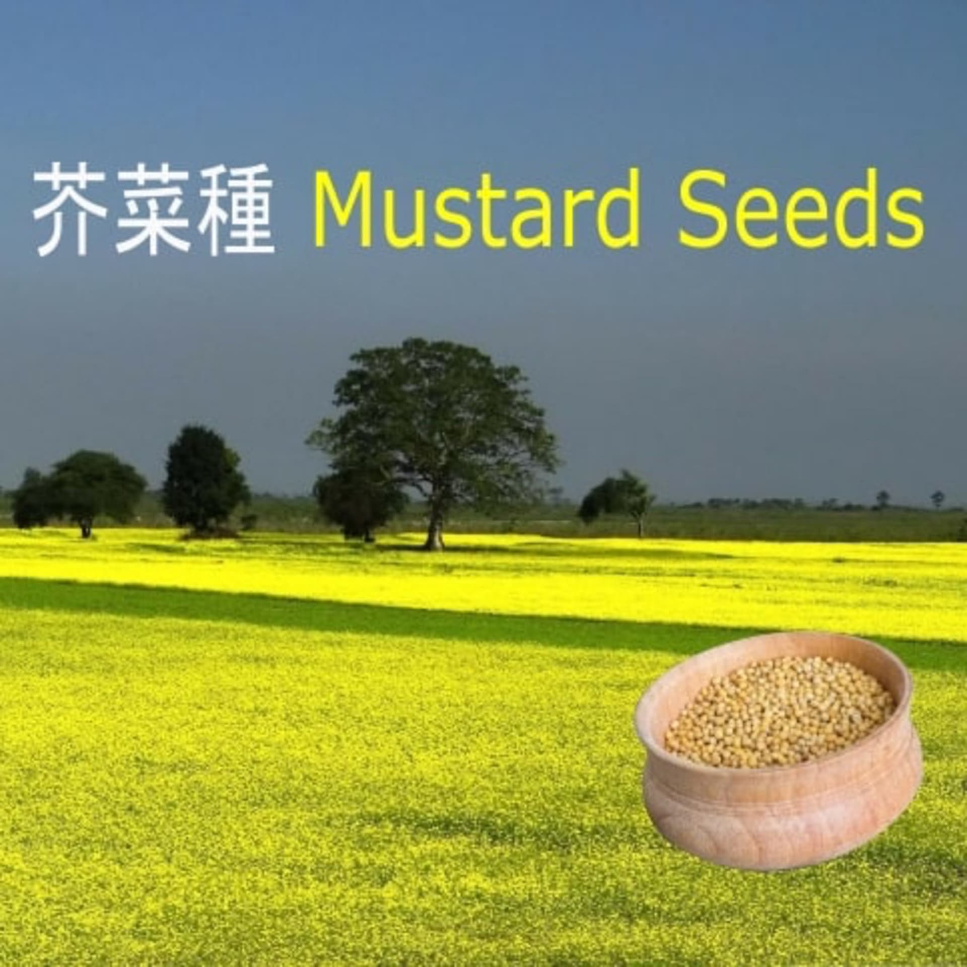 芥菜種 Mustard Seeds - Podcasts