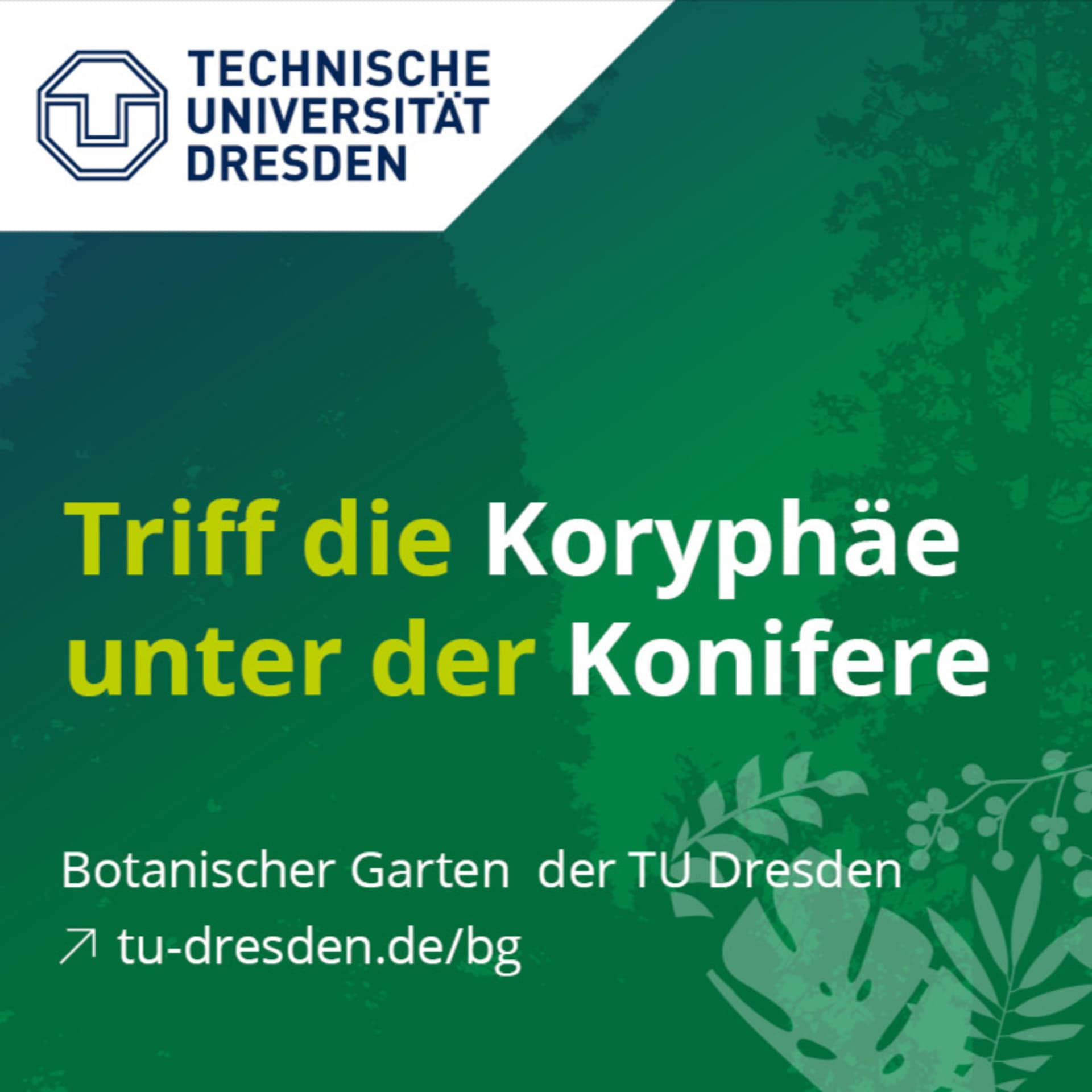Triff die Koryphäe unter der Konifere - Podcasts