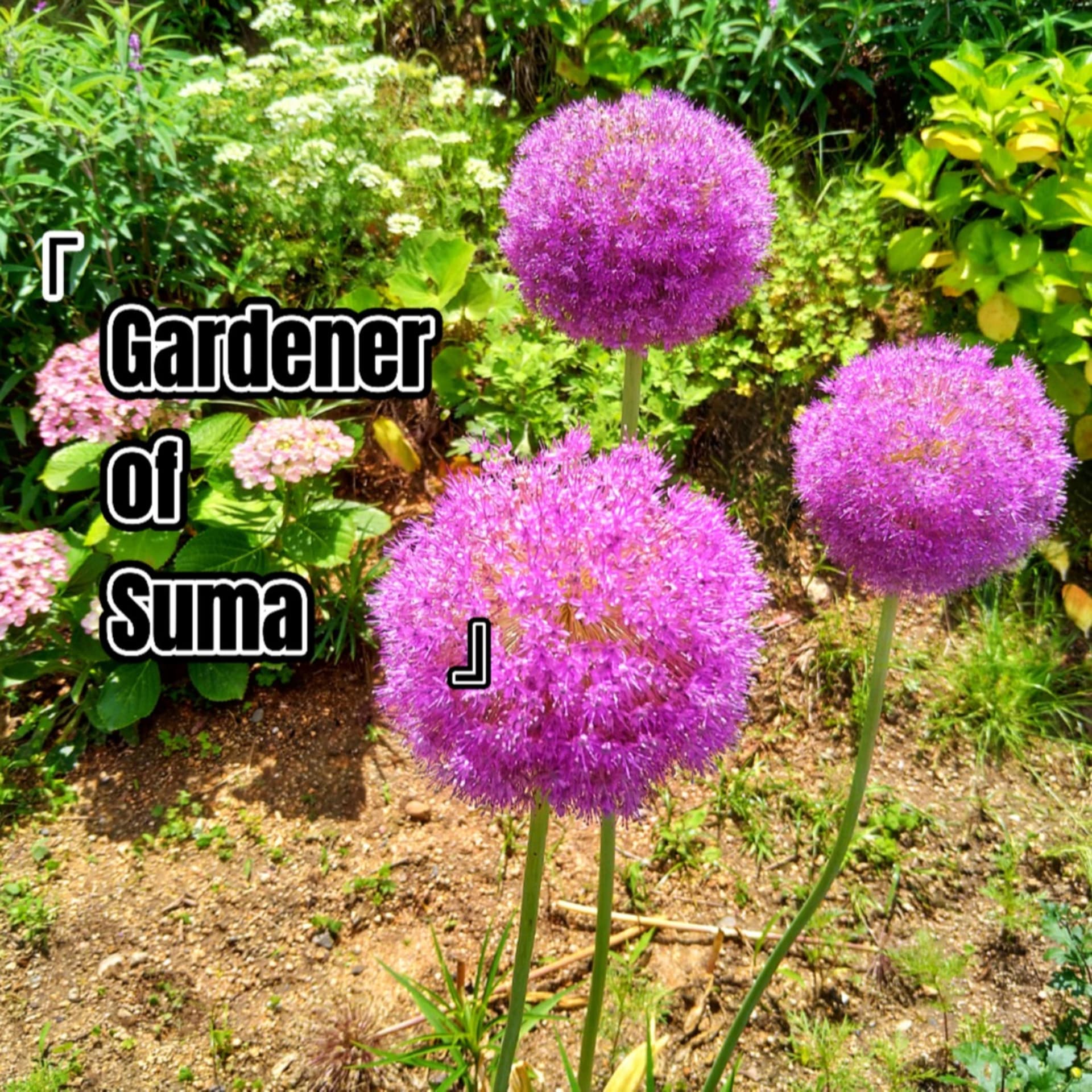 Gardener Of Suma - Podcast
