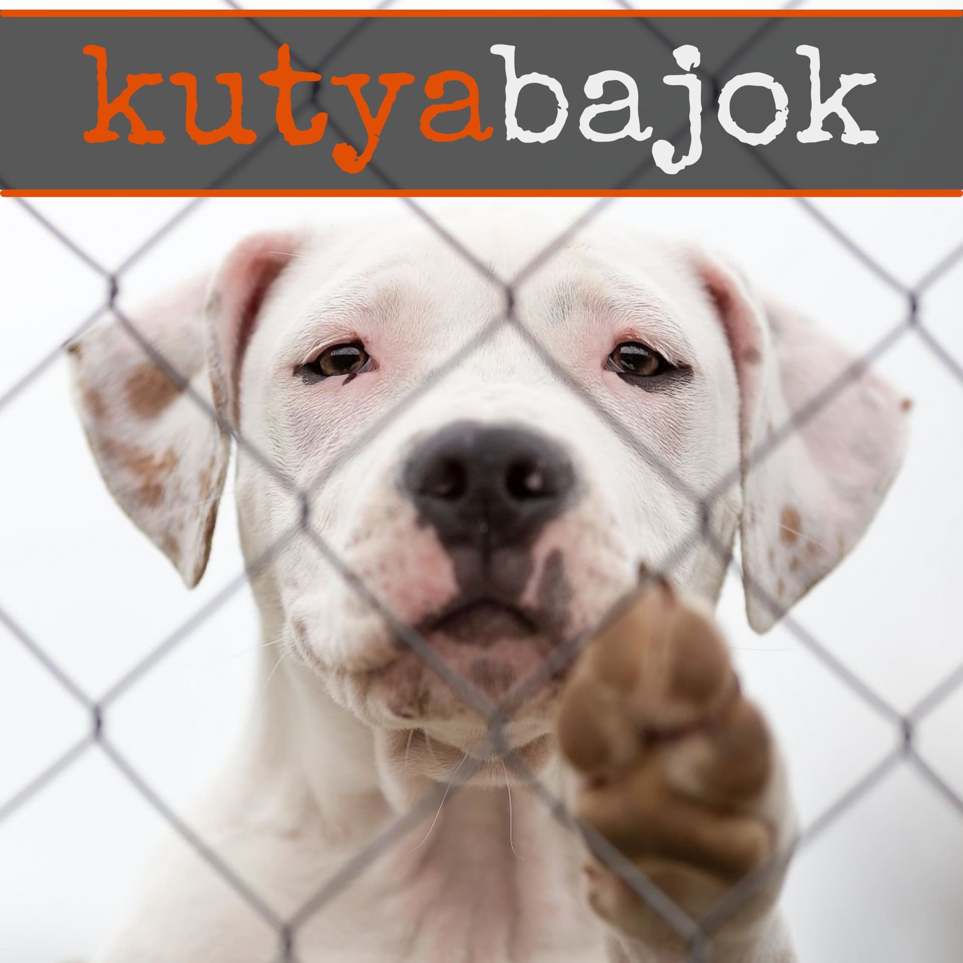 kutyabajok - Podcasts
