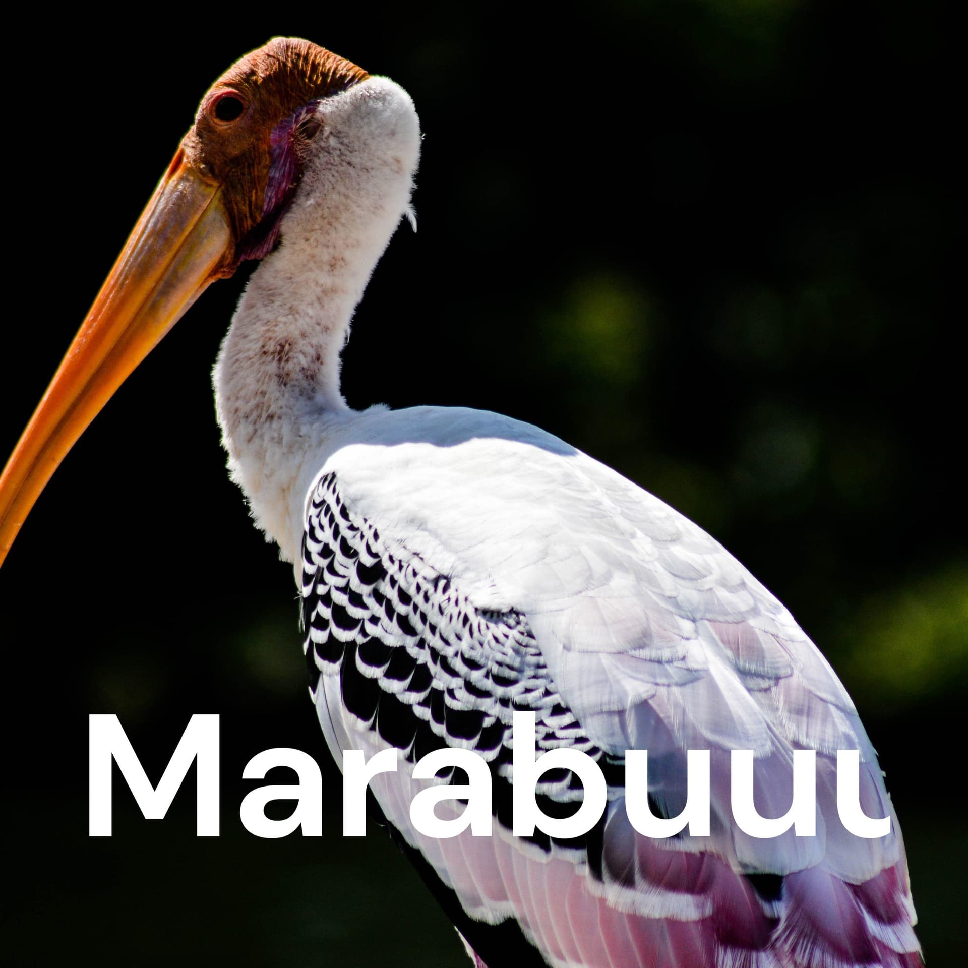 Marabuuuuu - Podcasts