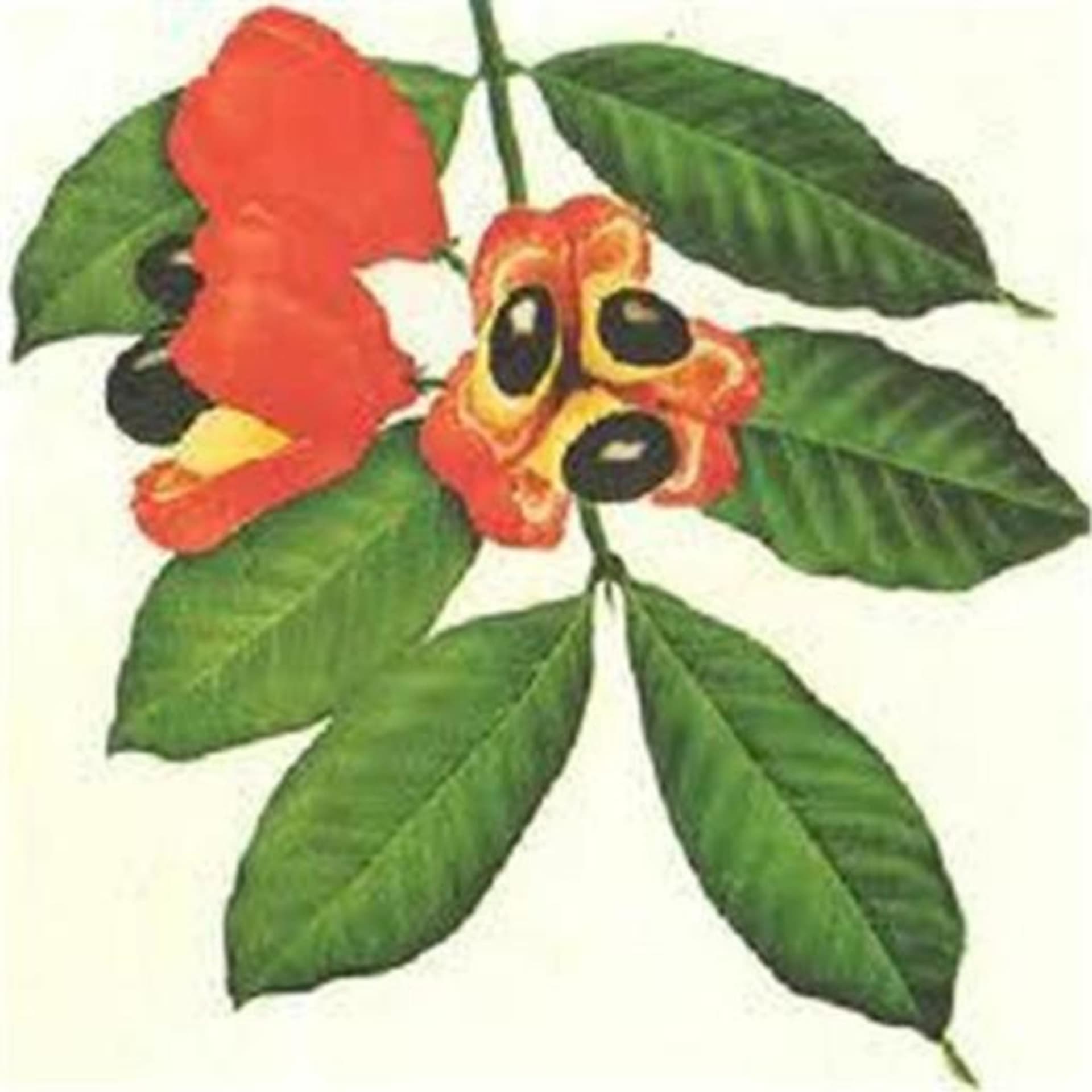 Jamaican Diaspora - Podcasts