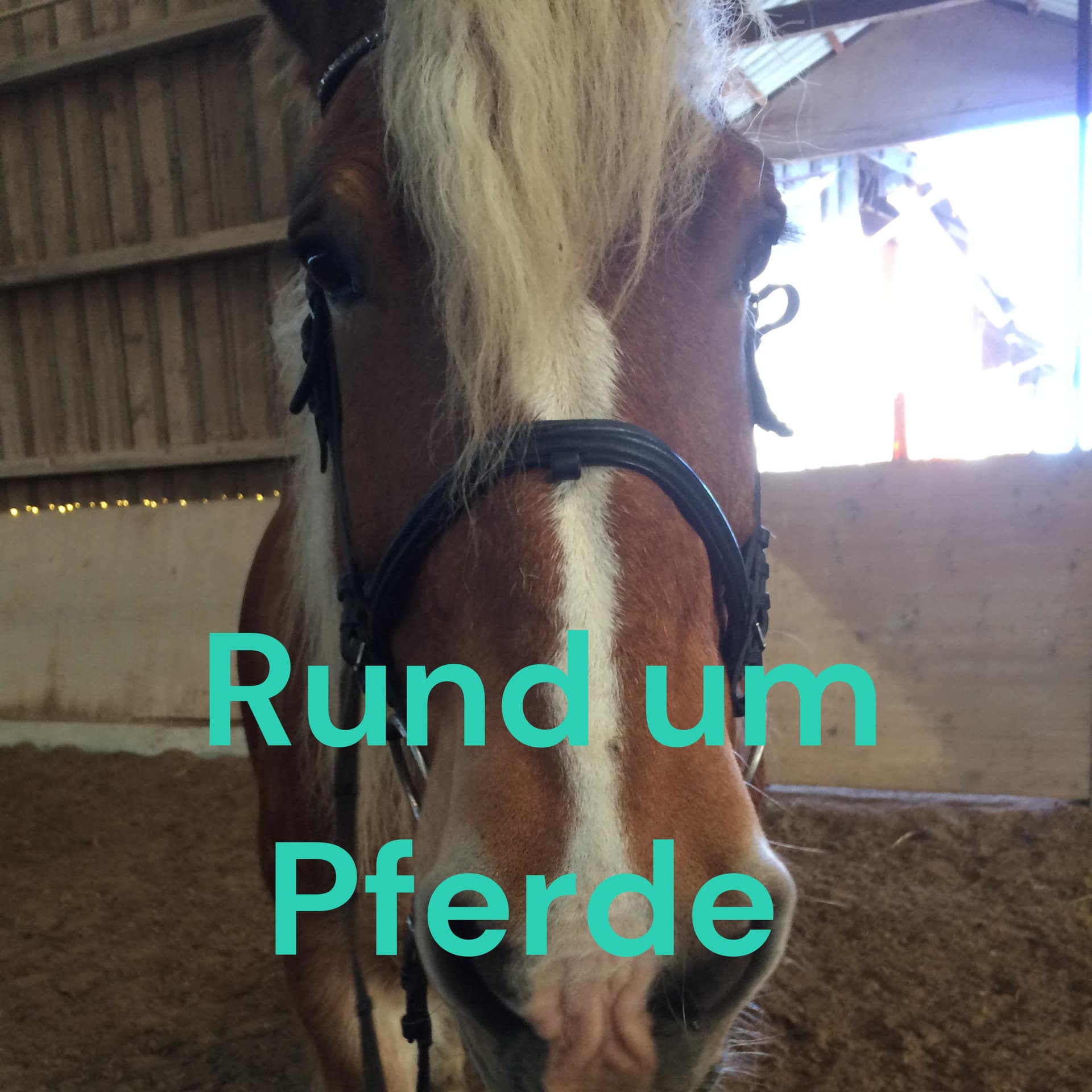 Rund um Pferde 🐴