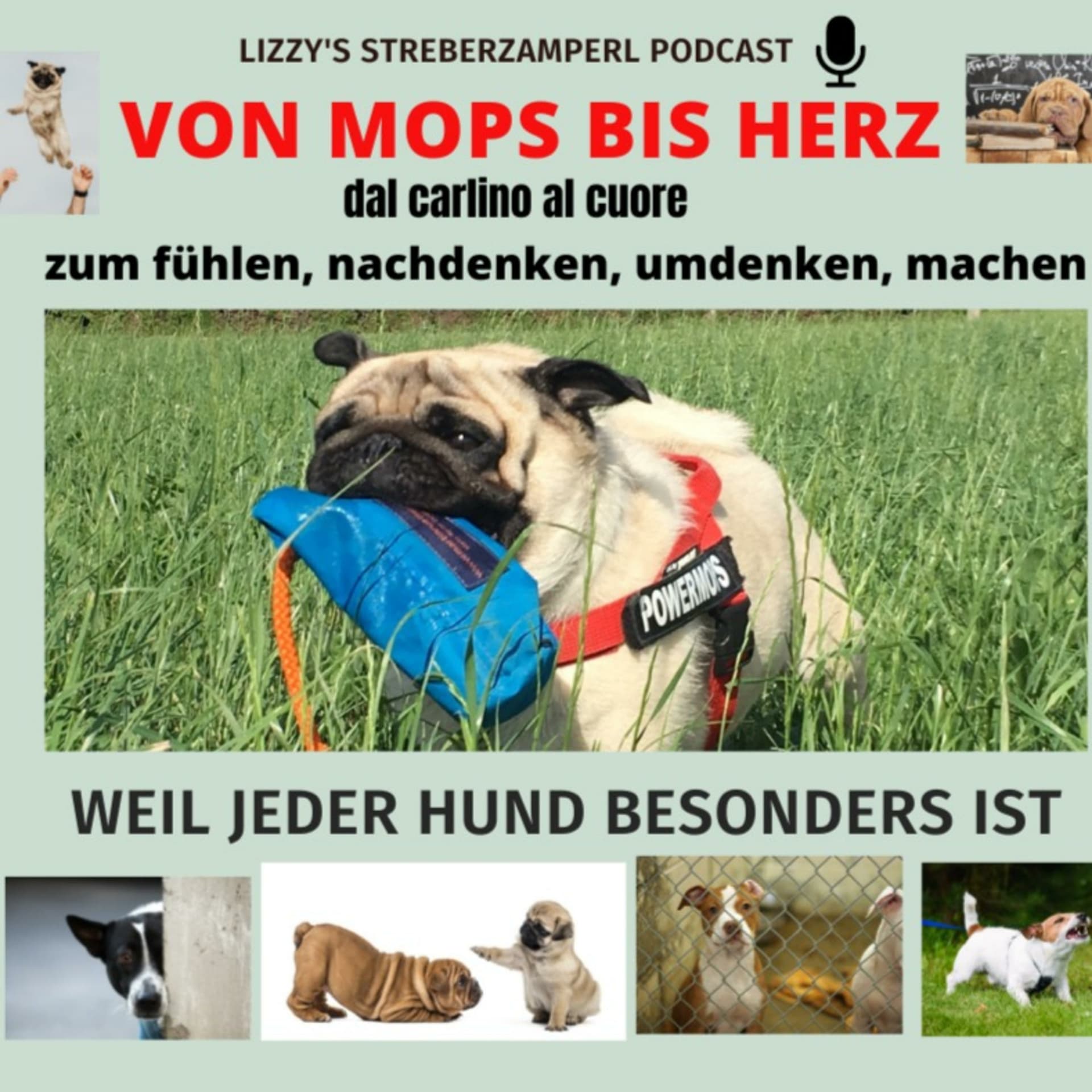 Von Mops bis Herz - weil jeder Hund besonders ist - Podcast