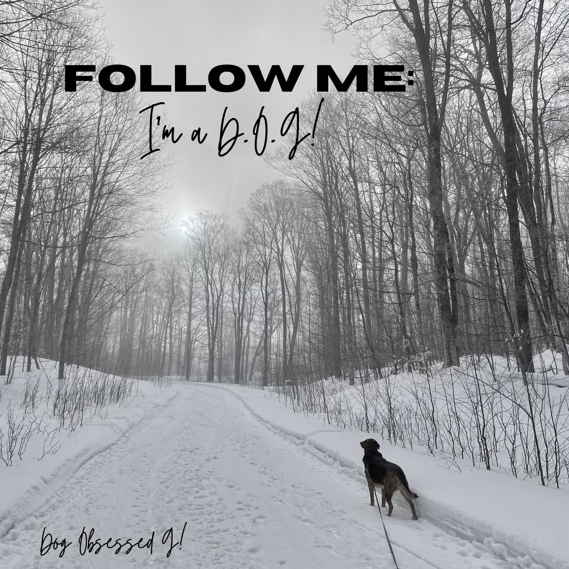 FOLLOW ME: I'm a D.O.G!