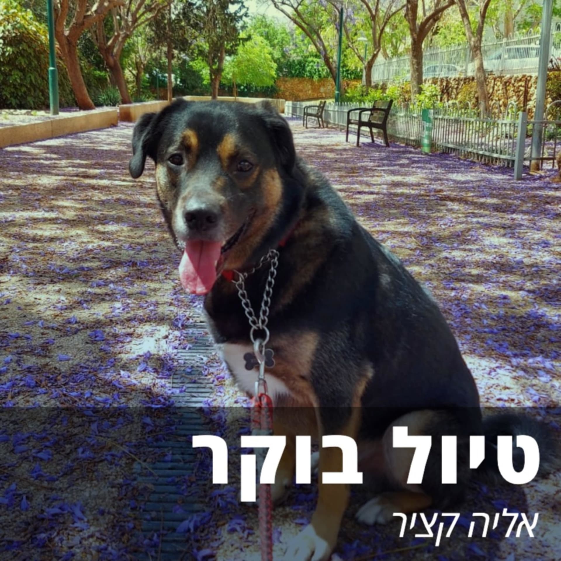 טיול בוקר - Podcasts
