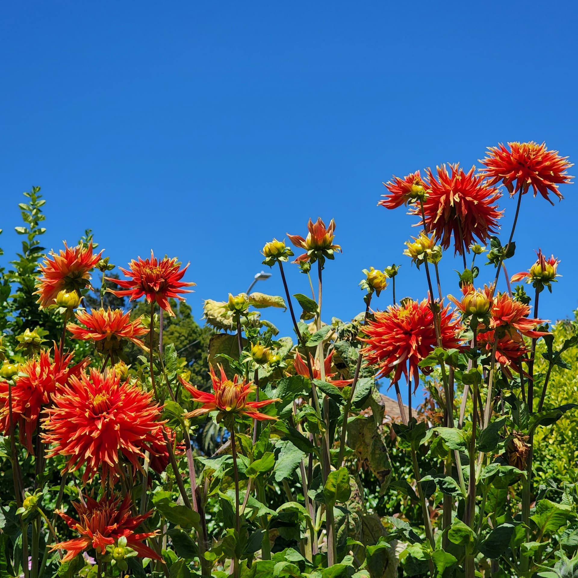 Garden The Knowledge - Podcasts