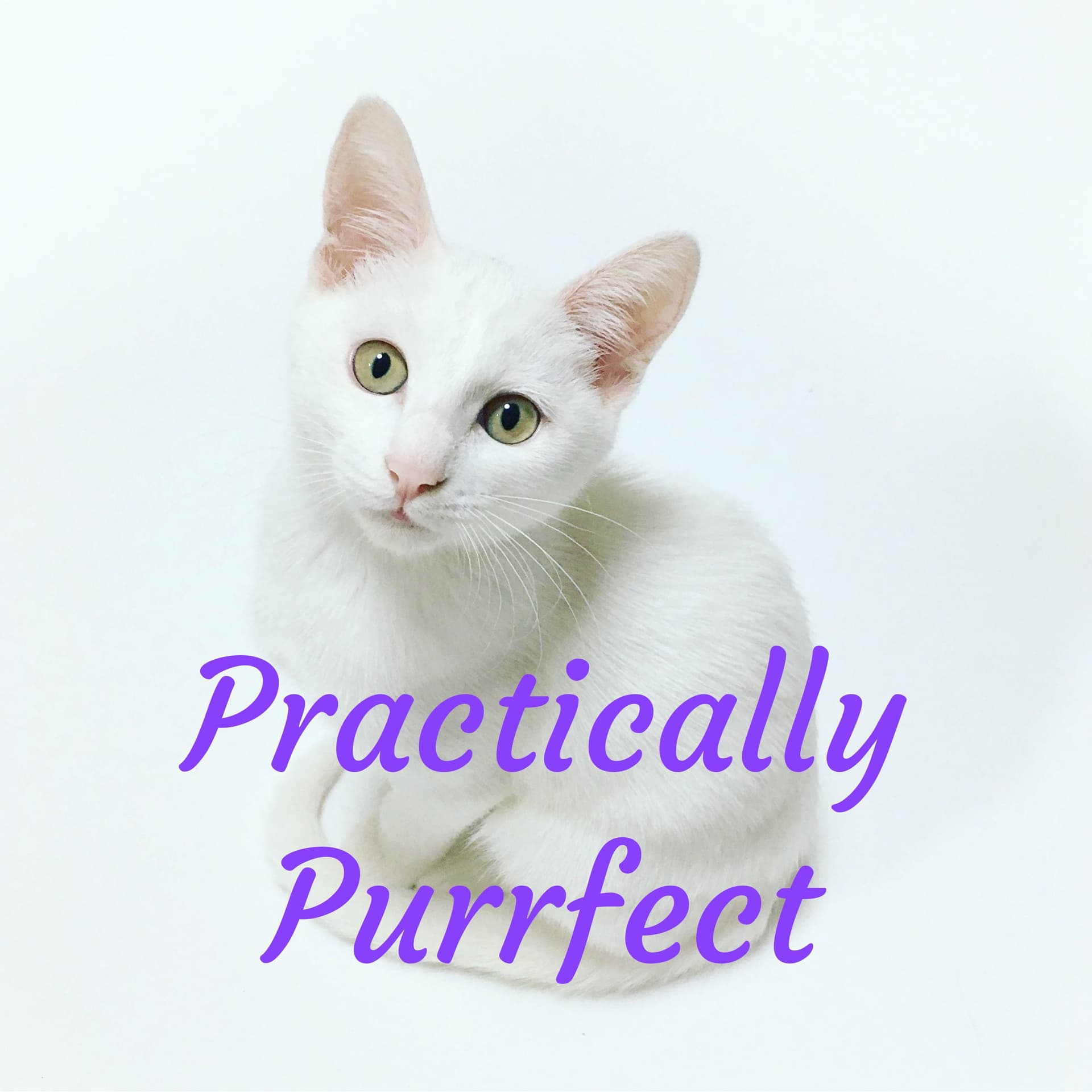 Practically Purrfect - Podcasts