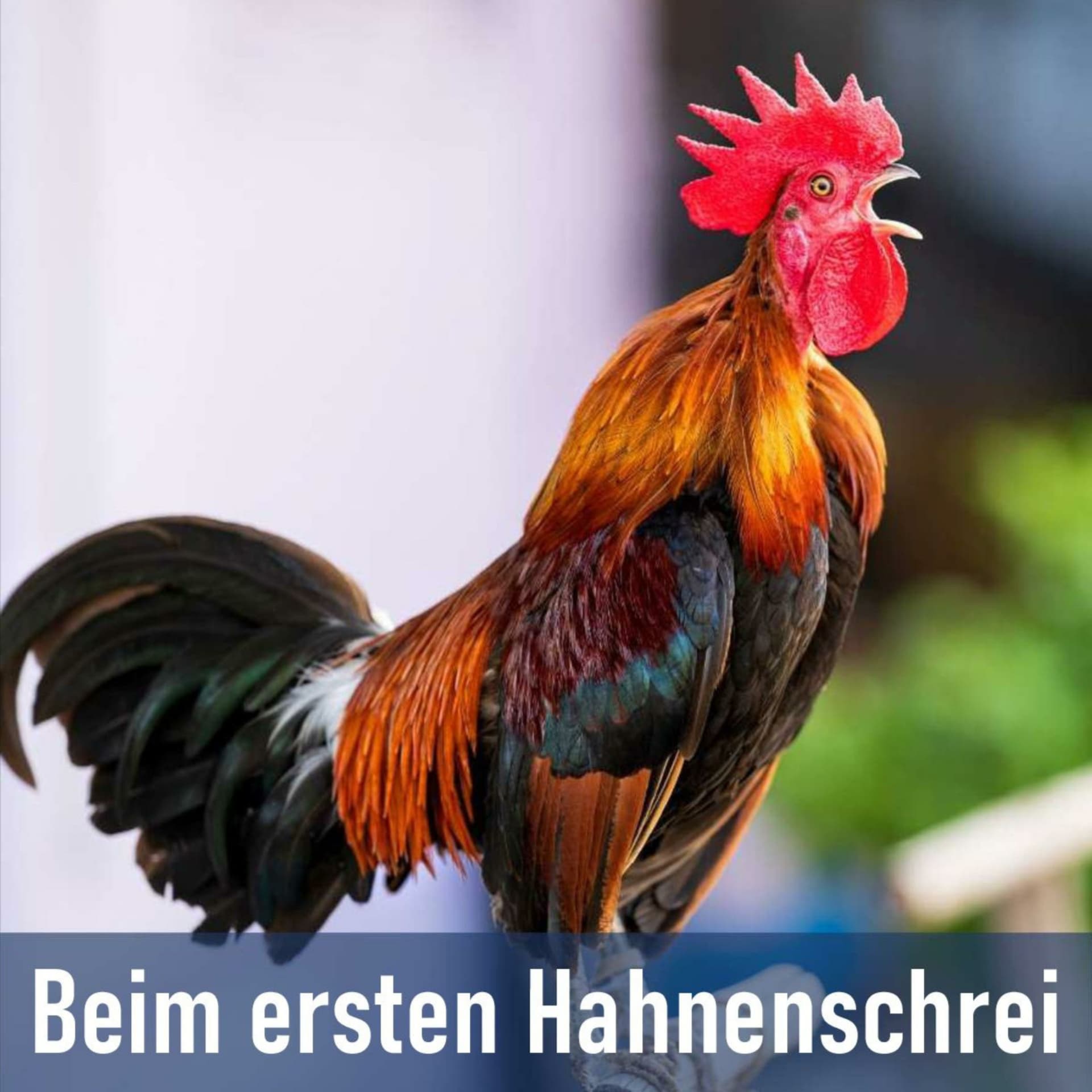 Beim ersten Hahnenschrei - Podcasts