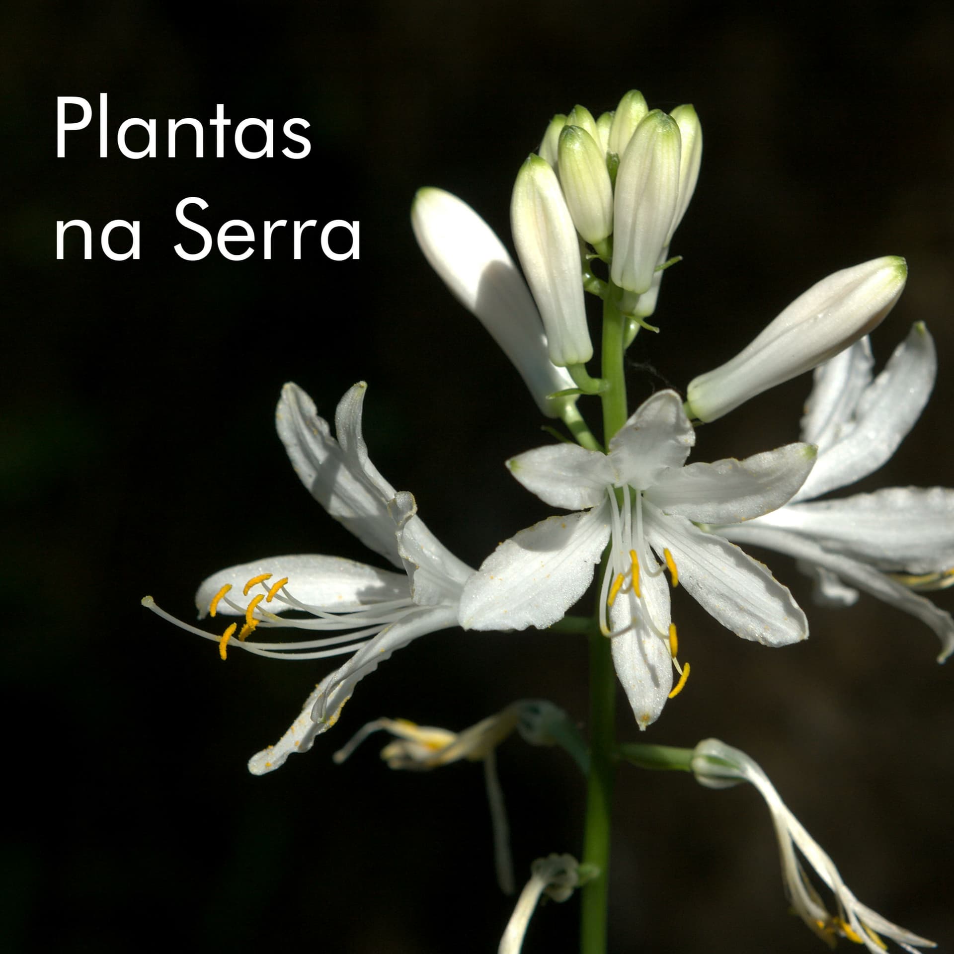 Plantas na Serra - Podcasts