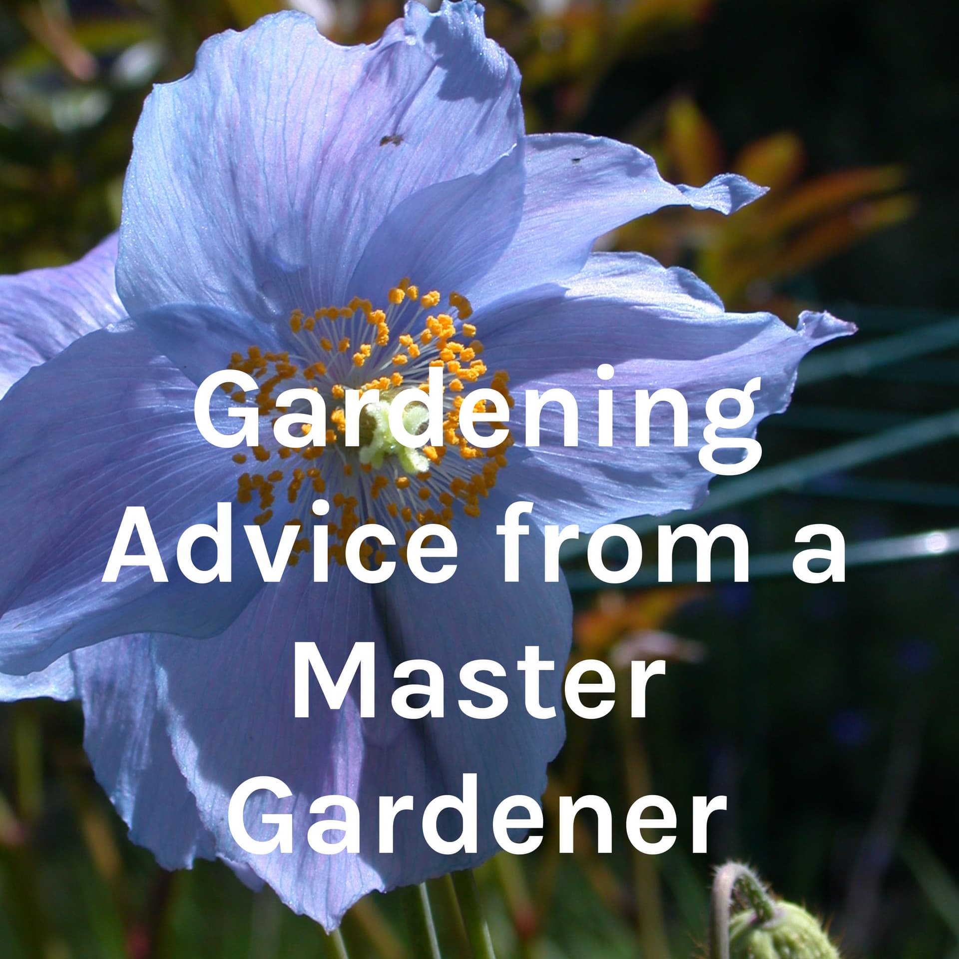 Gardening Advice from a Master Gardener - Podcasts