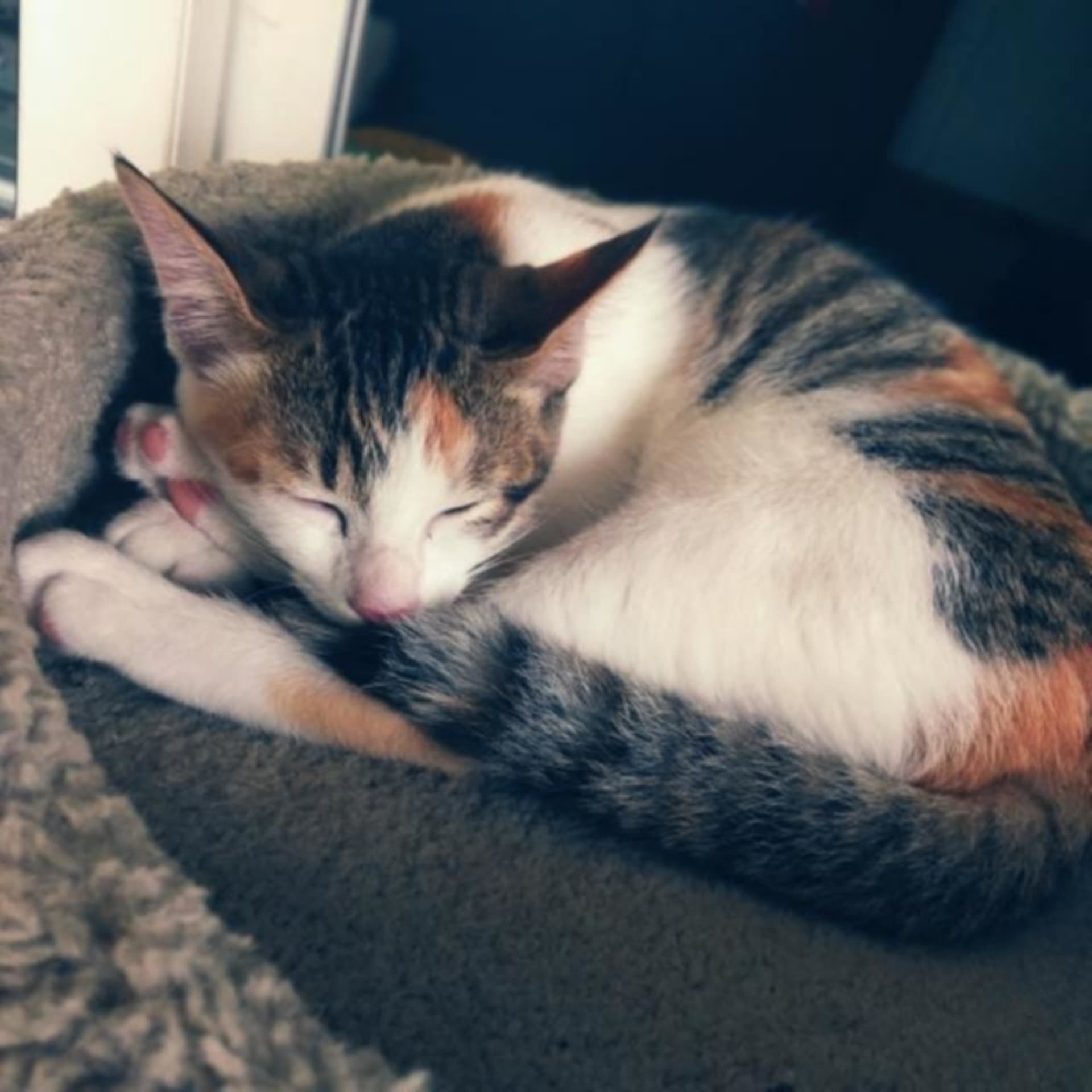 Once Upon A Cat - Podcasts