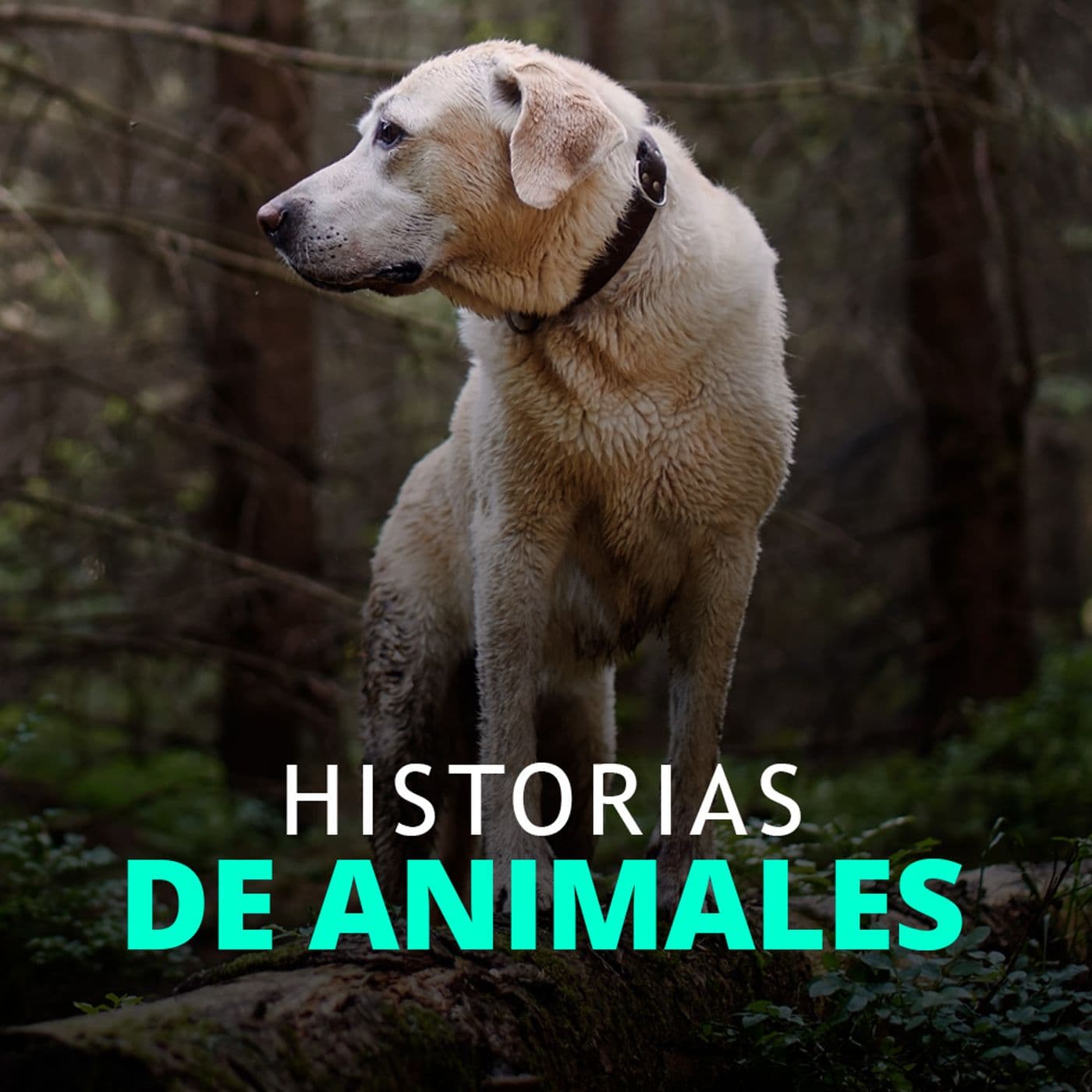 Historias de animales que podrían cambiar el mundo - Podcast