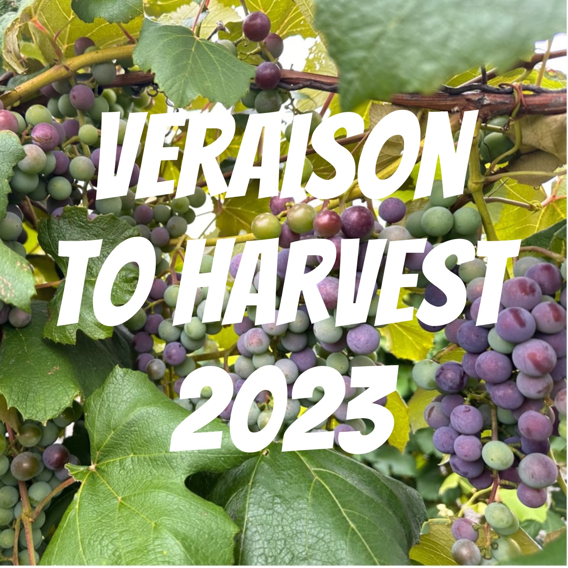 Veraison to Harvest 2023 - Podcasts