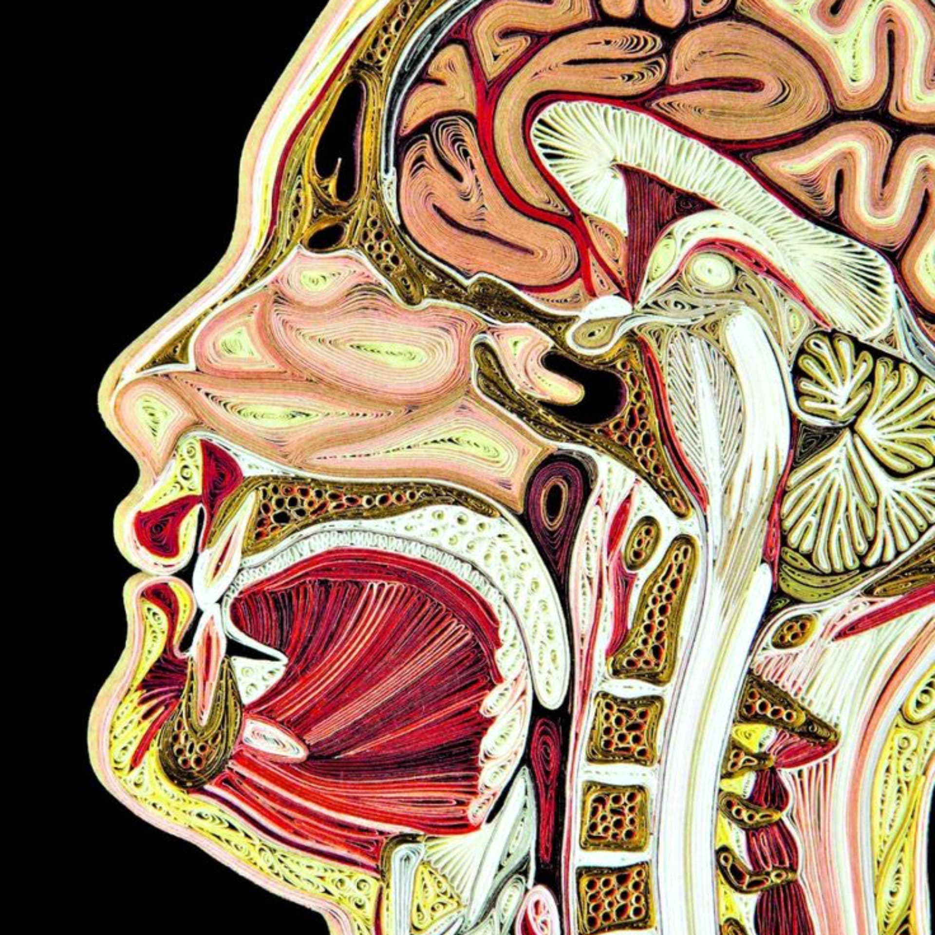 Anatomia Umana - Podcast