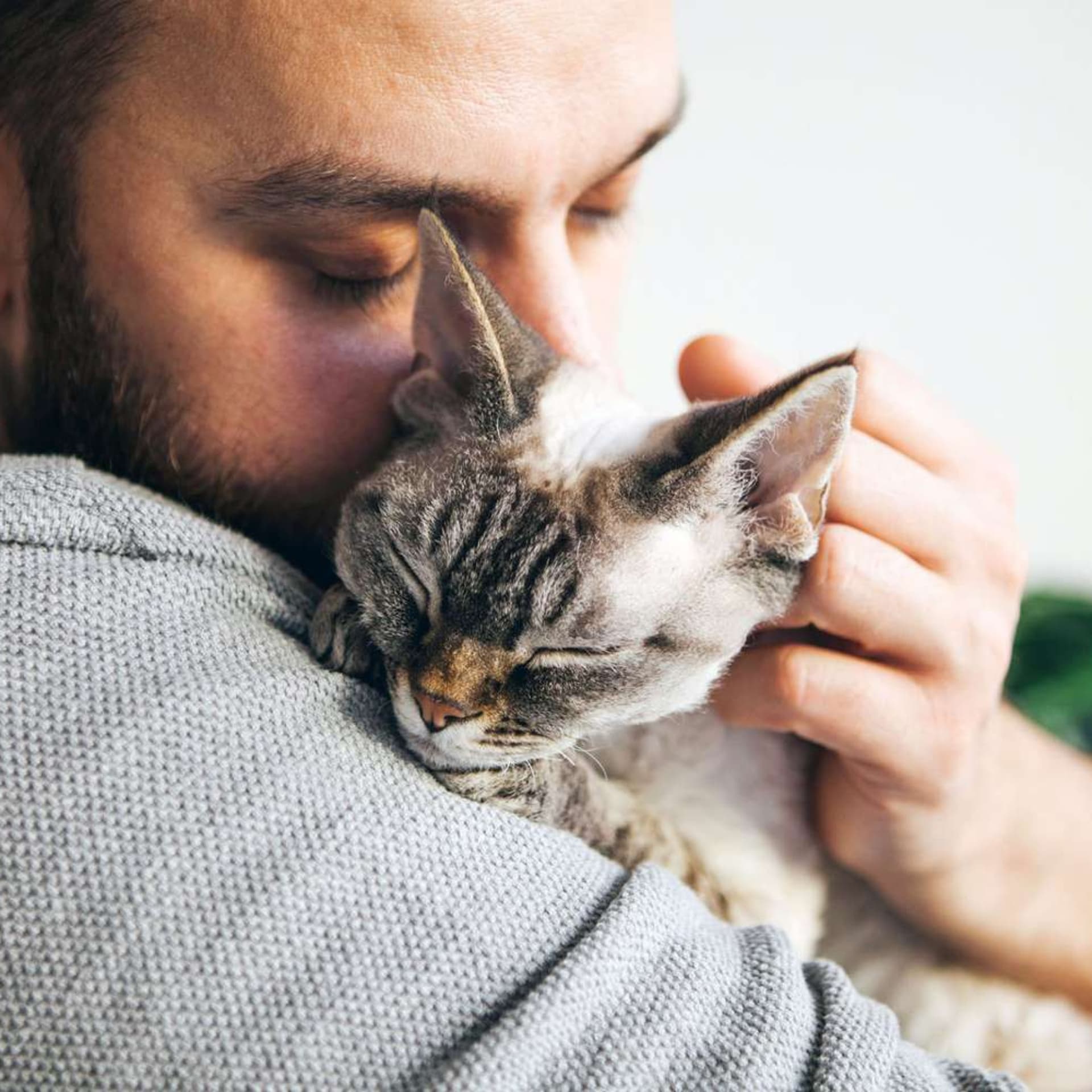 Cats Are Good Pets To Have In Your Life