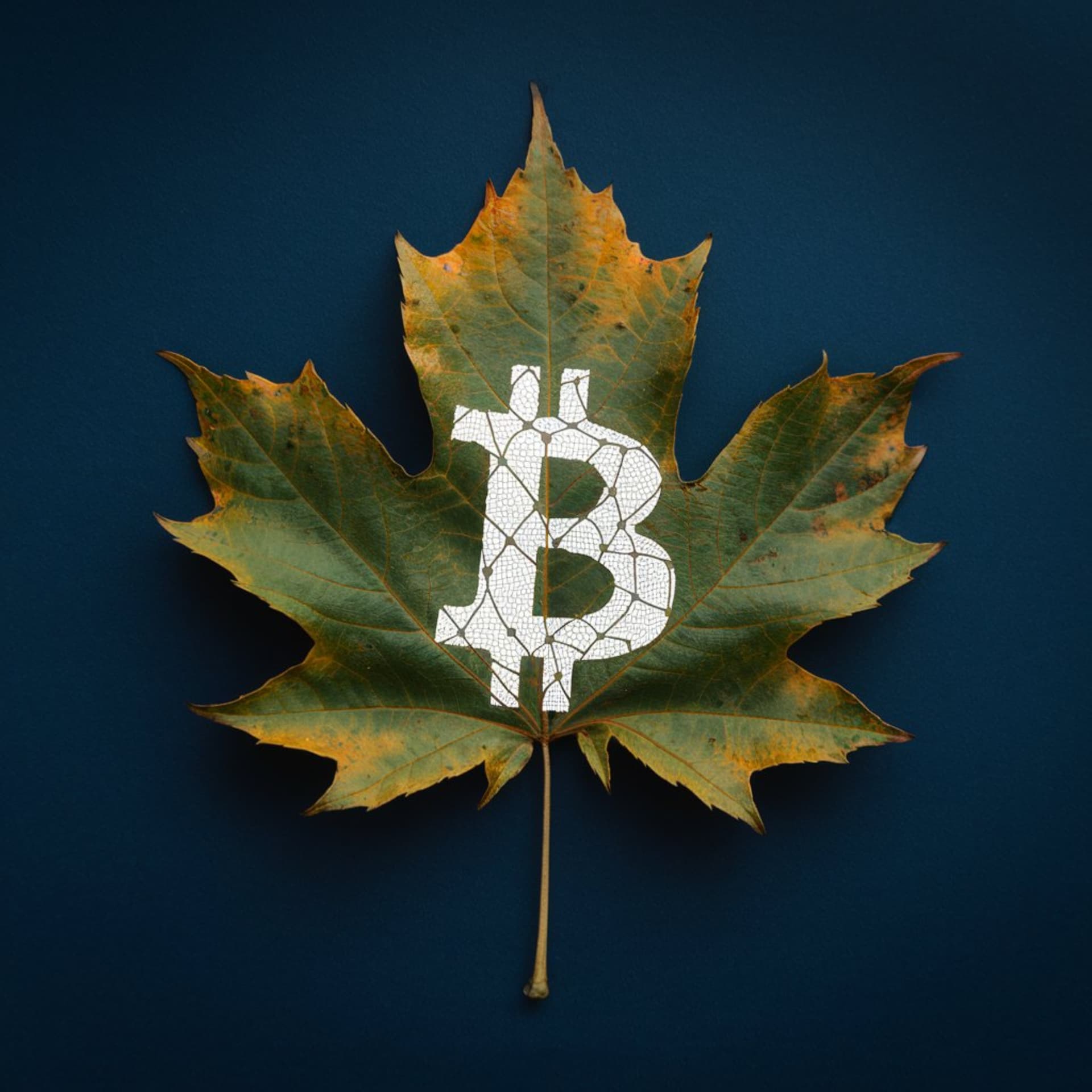 Maple Bitcoin - Podcasts