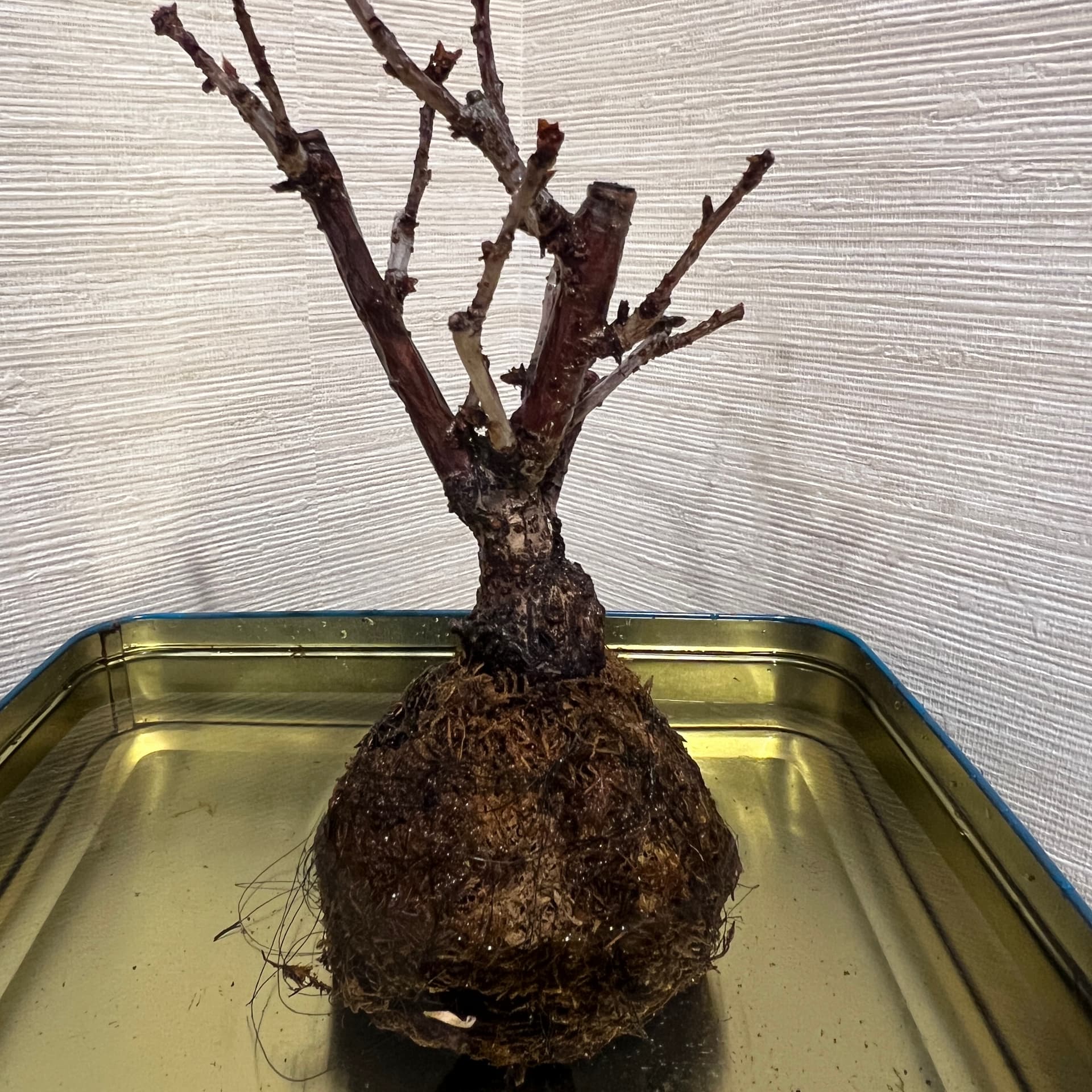 Zen Bonsai Vibes – A Tree, A Day, A Voice - بودكاست