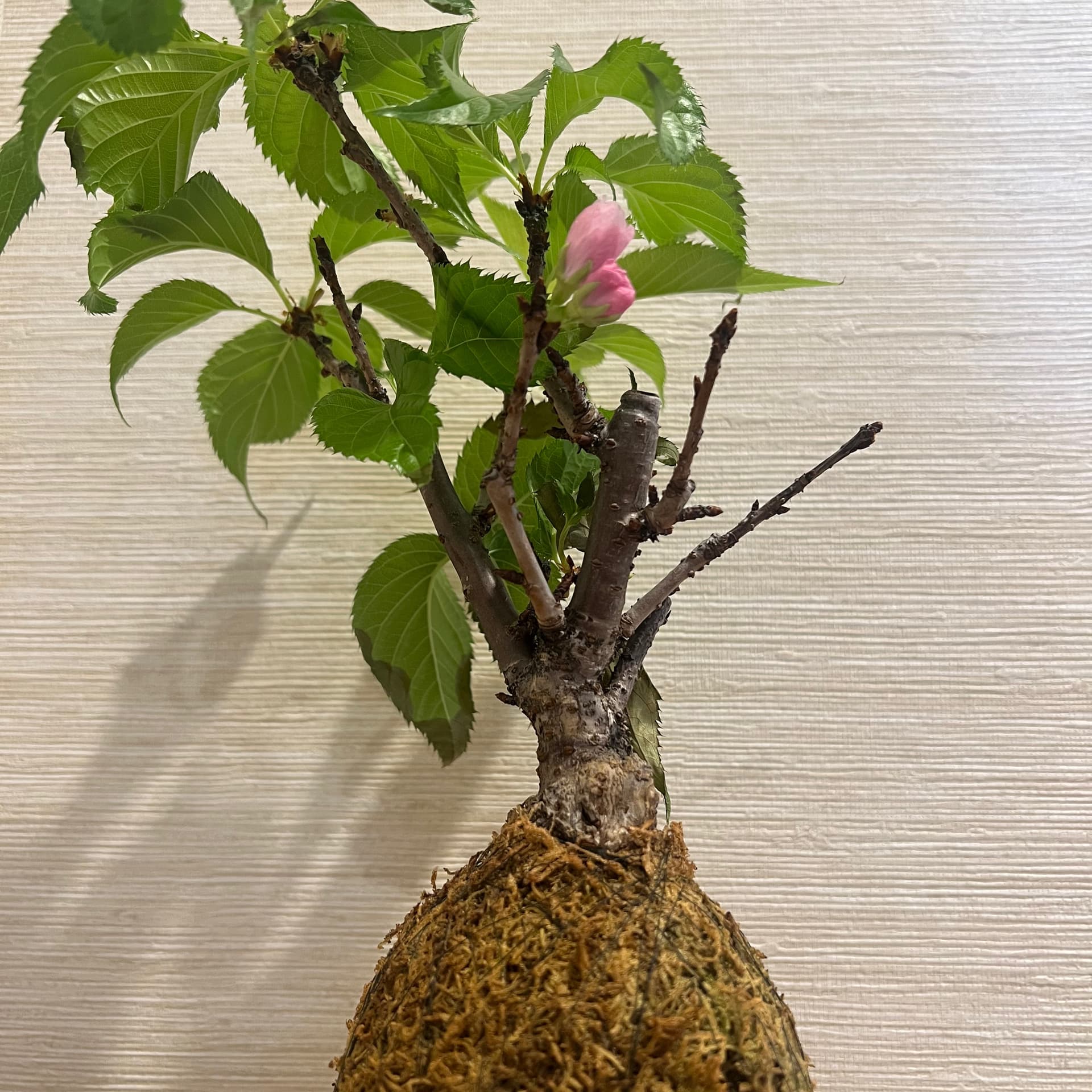 ज़ेन बोनसाई वाइब्स – जापान से रोज़ाना कहानियाँZen Bonsai Vibes – Daily Stories from Japan - Podcast