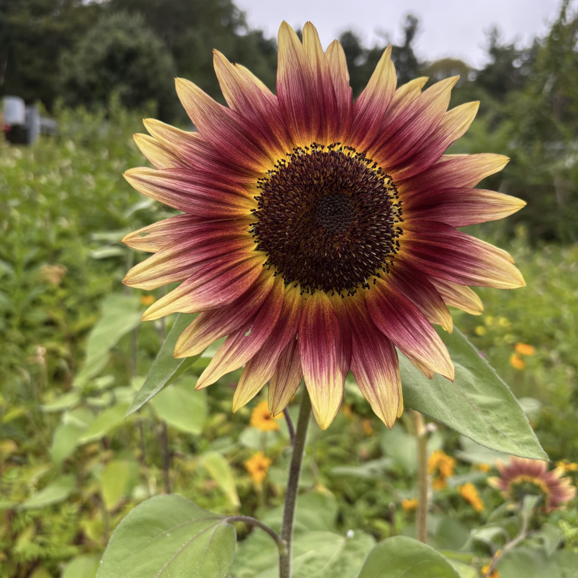 From Sirens to Sunflowers - Podcasts