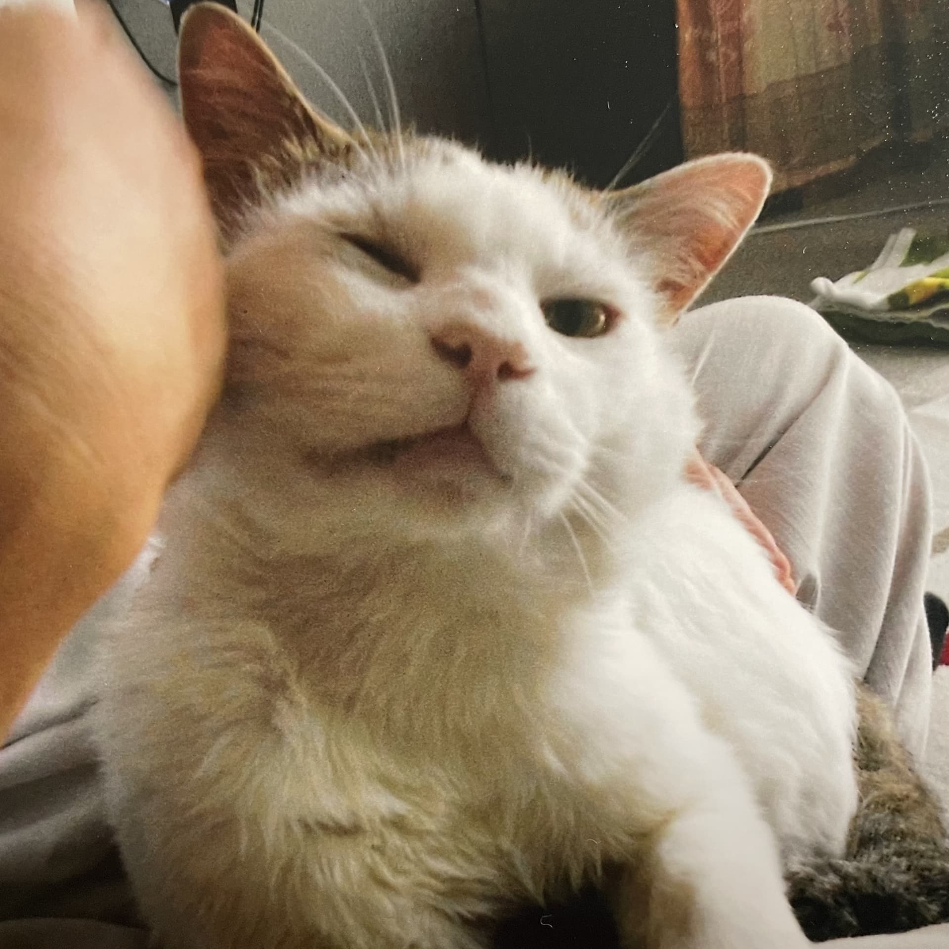 猫好き鍼灸師のゆる〜く今日も - ポッドキャスト