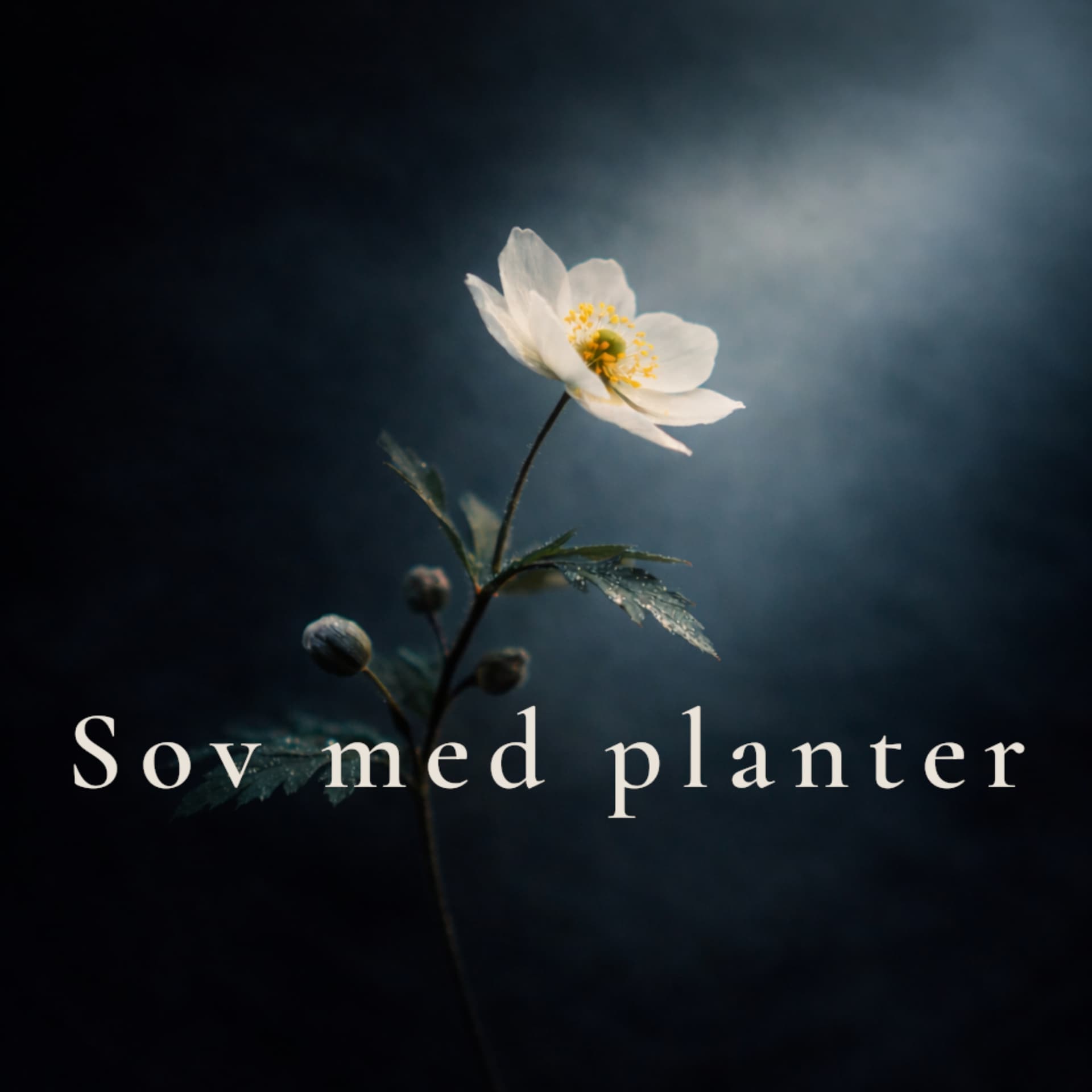 Sov med planter – rolige fortællinger fra naturen til at falde i søvn til - Podcasts
