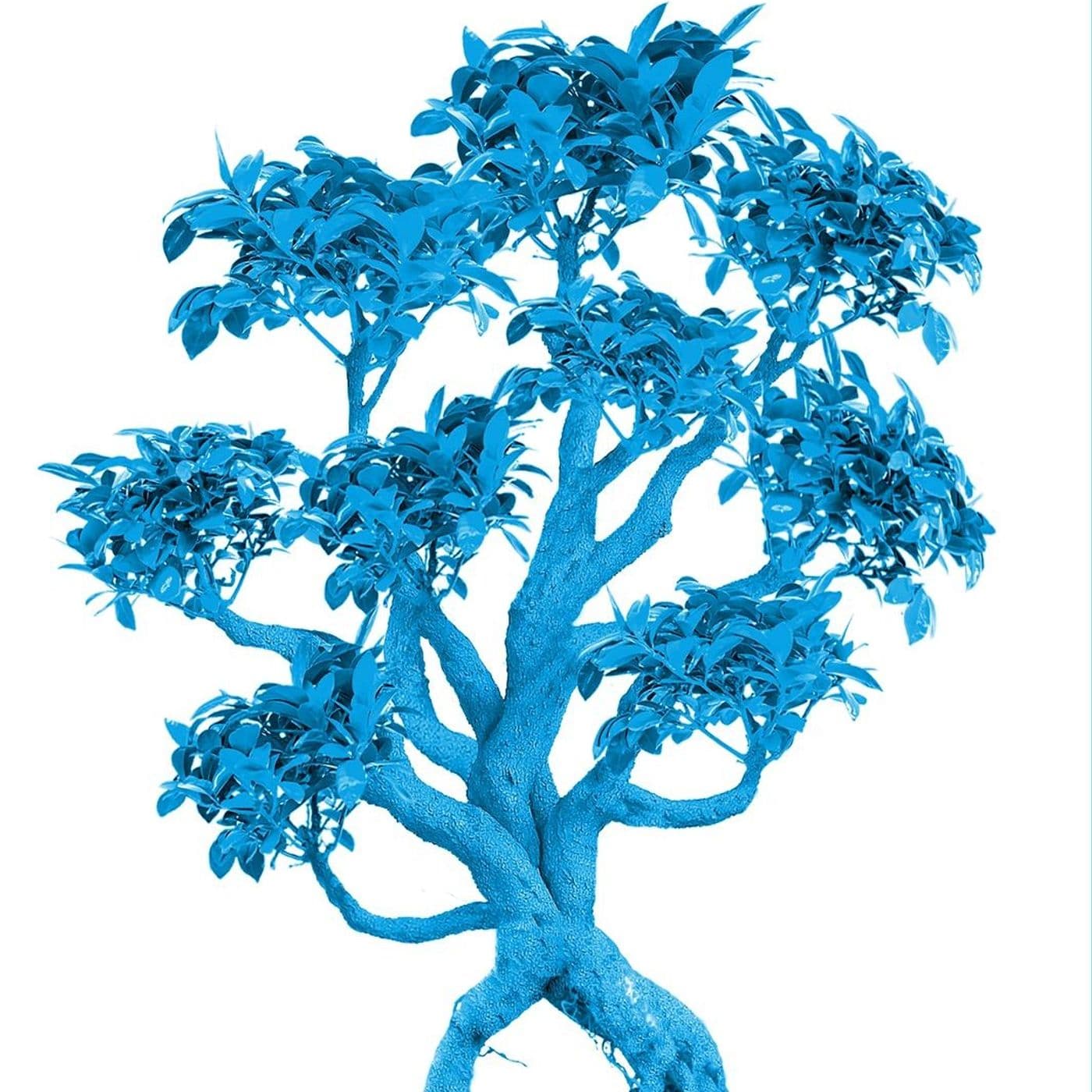 Pillole di Bonsai - Podcast