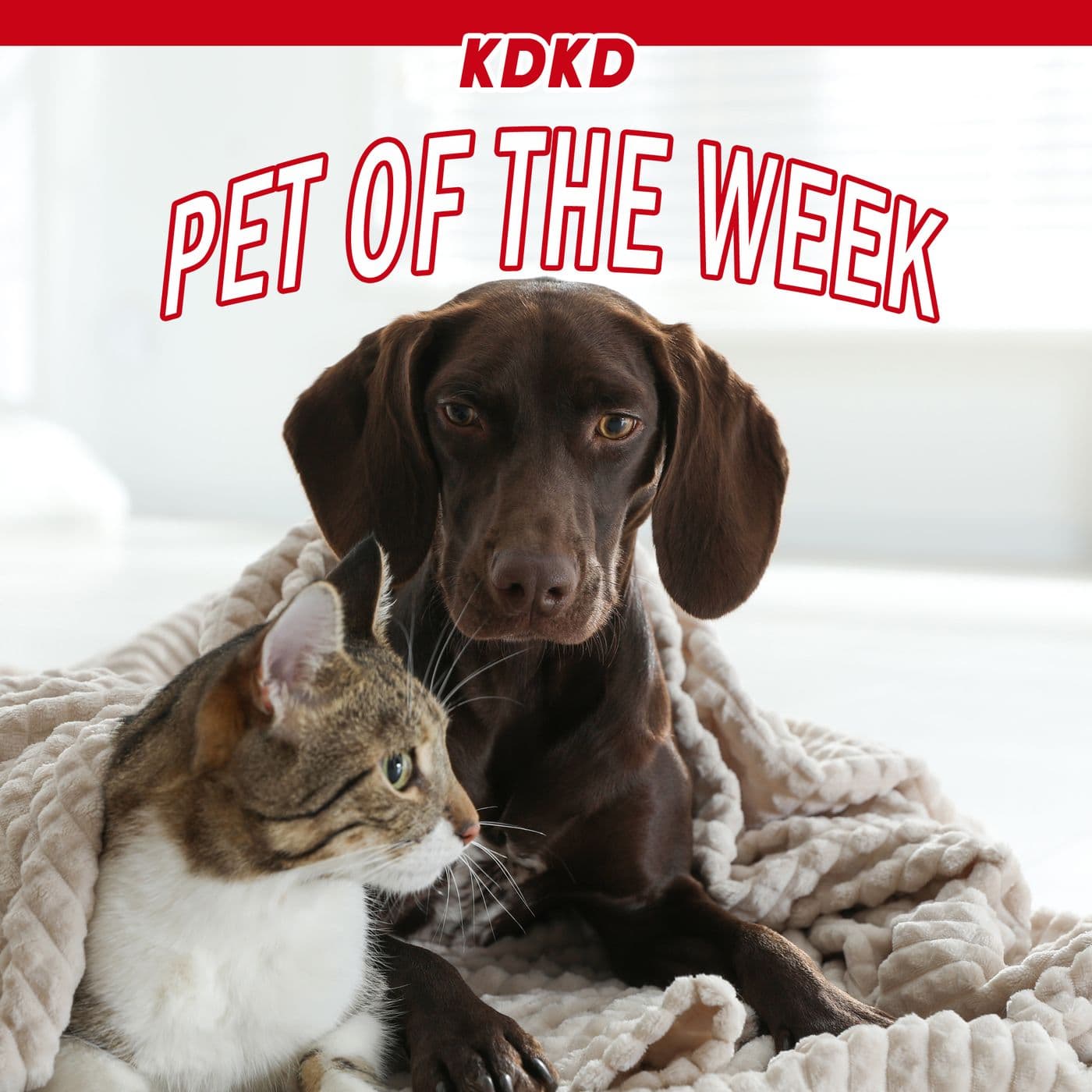 KDKD Pet of the Week - بودكاست
