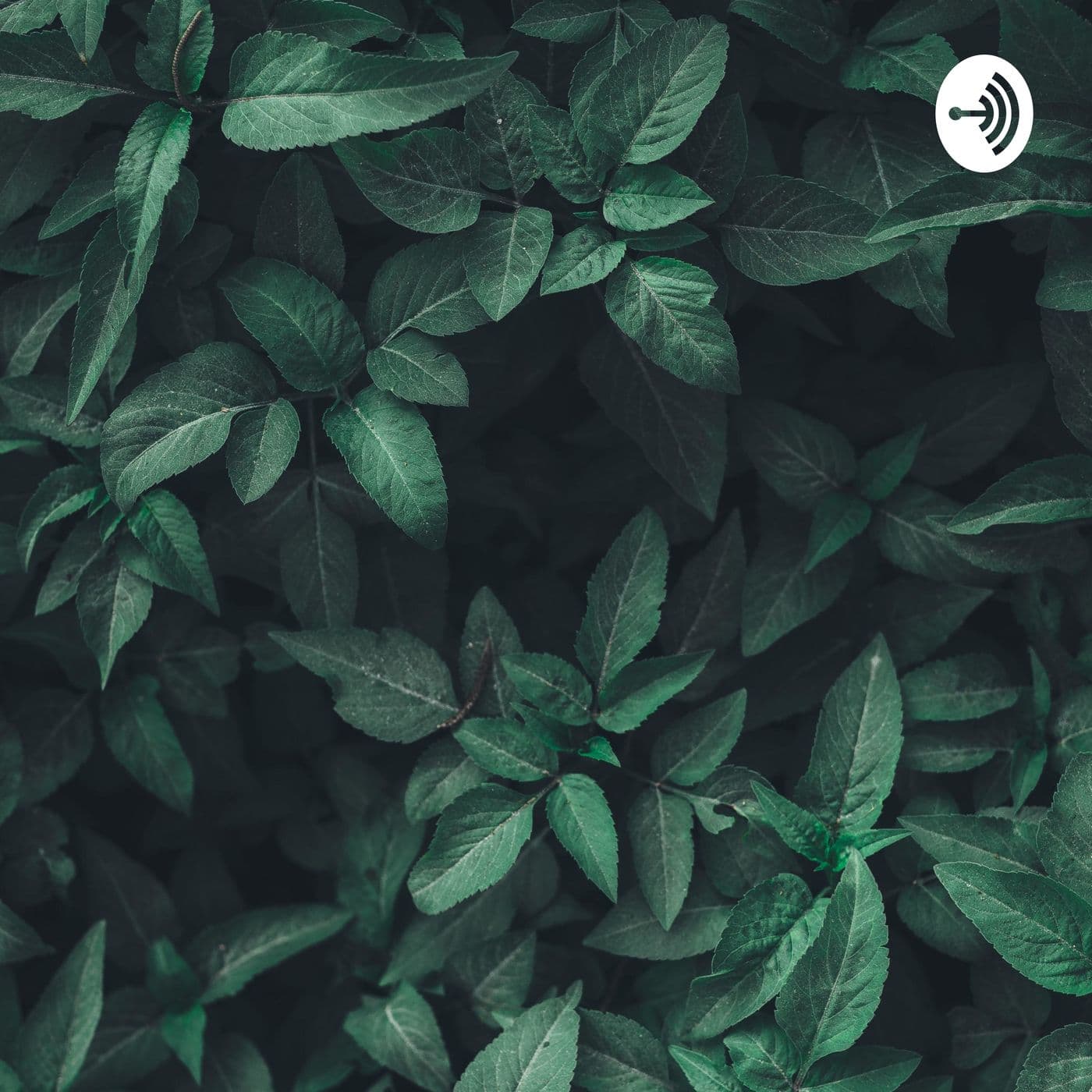 ACUL - Podcast