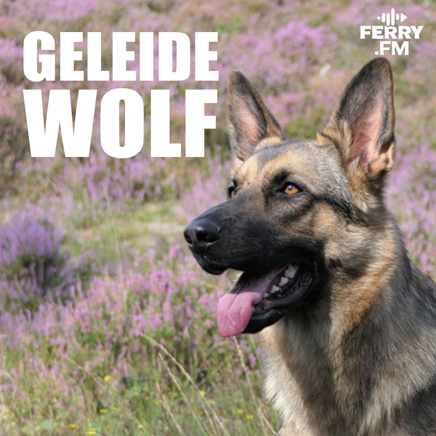 Geleidewolf - Podcasts