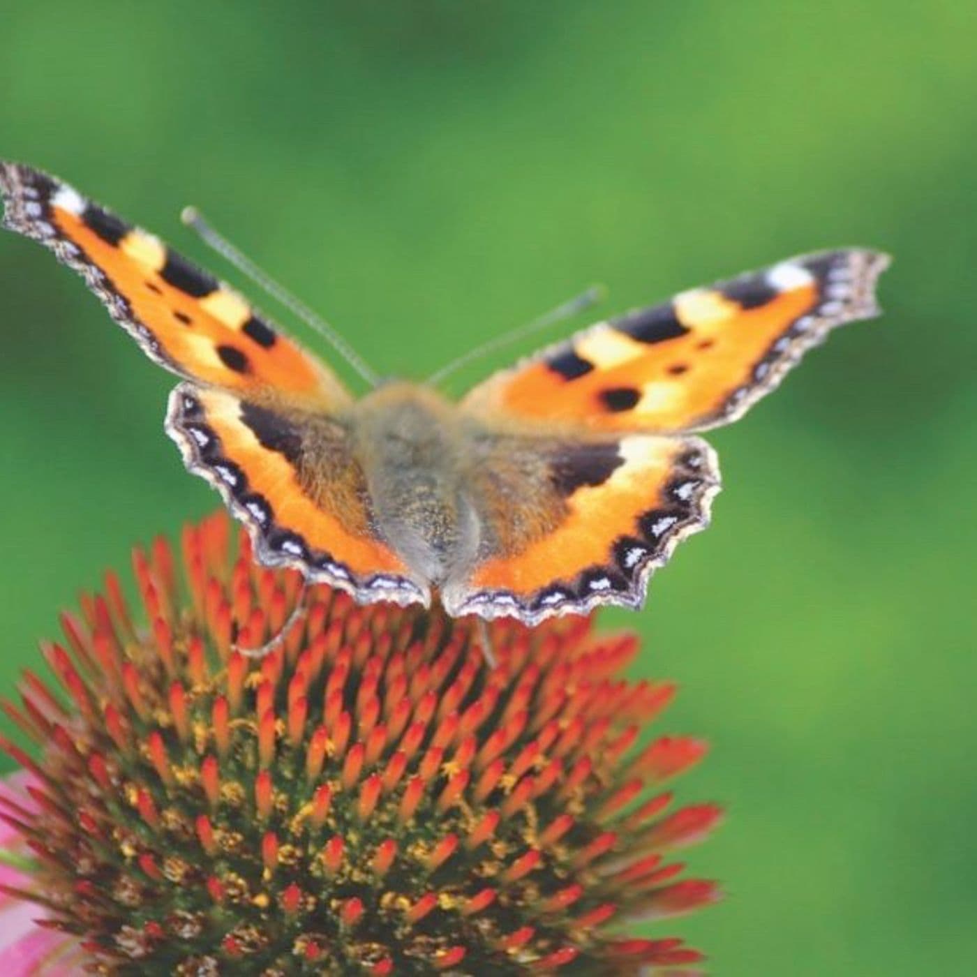 Mariposa ao pé do ouvido - Podcasts