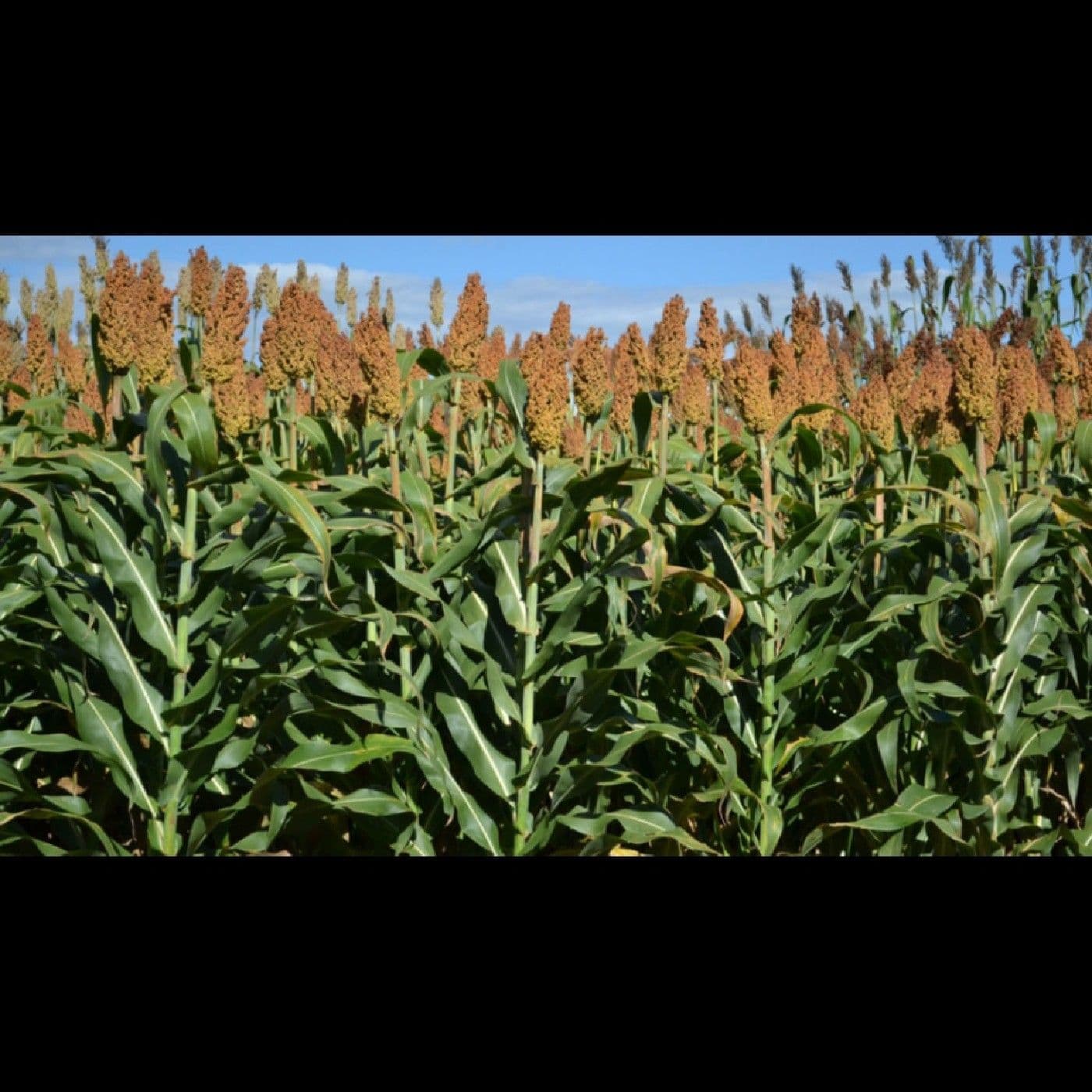 Sorgo - Podcasts