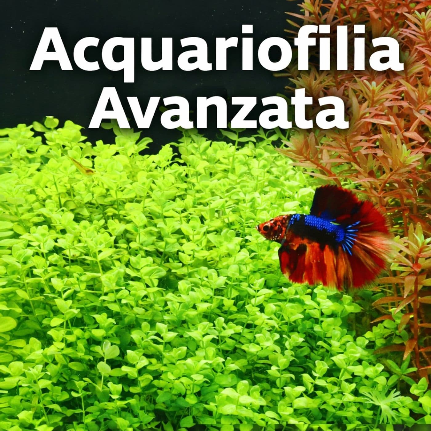 ACQUARIOFILIA AVANZATA by CARIDEA - Podcast